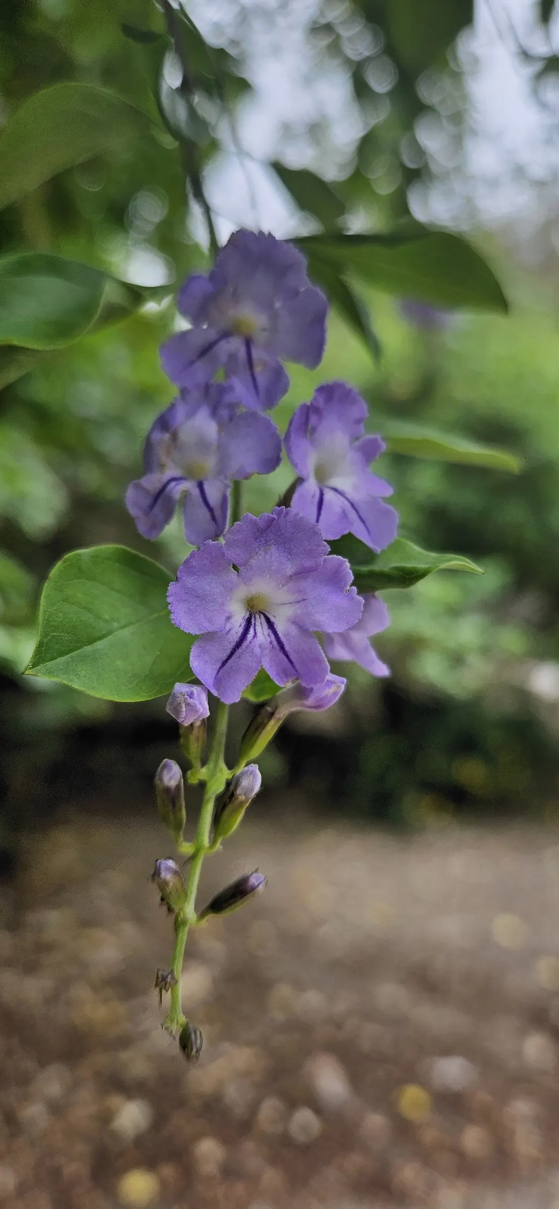 Sky Flower. Golden Dew-Drop (Duranta Erecta) — Pruning is necessary to maintain the desired shape and promote denser foliage; department of, image 67