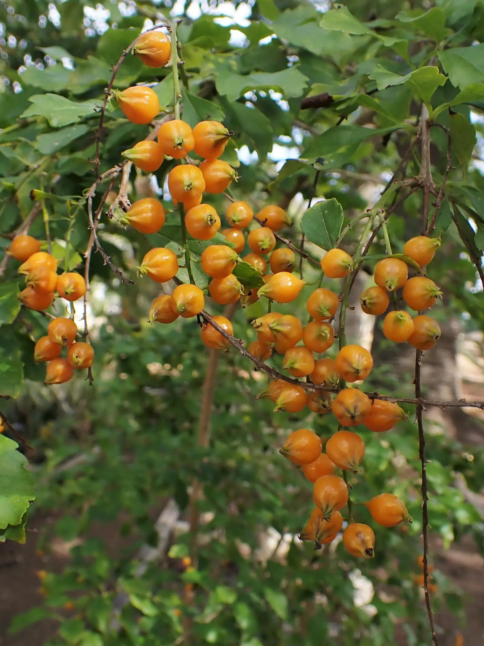Sky Flower. Golden Dew-Drop (Duranta Erecta) — blue flowers in the garden; with its botanical name Duranta erecta, image 94