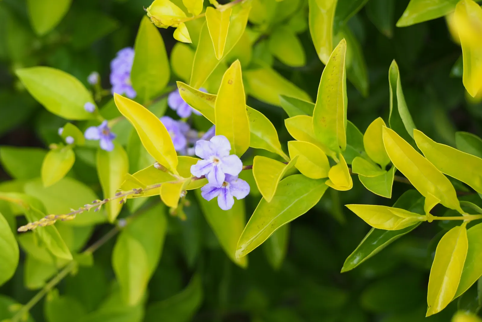 Sky Flower. Golden Dew-Drop (Duranta Erecta) — each bloom clusters gracefully along arching branches; native to the tropical regions of the, image 132