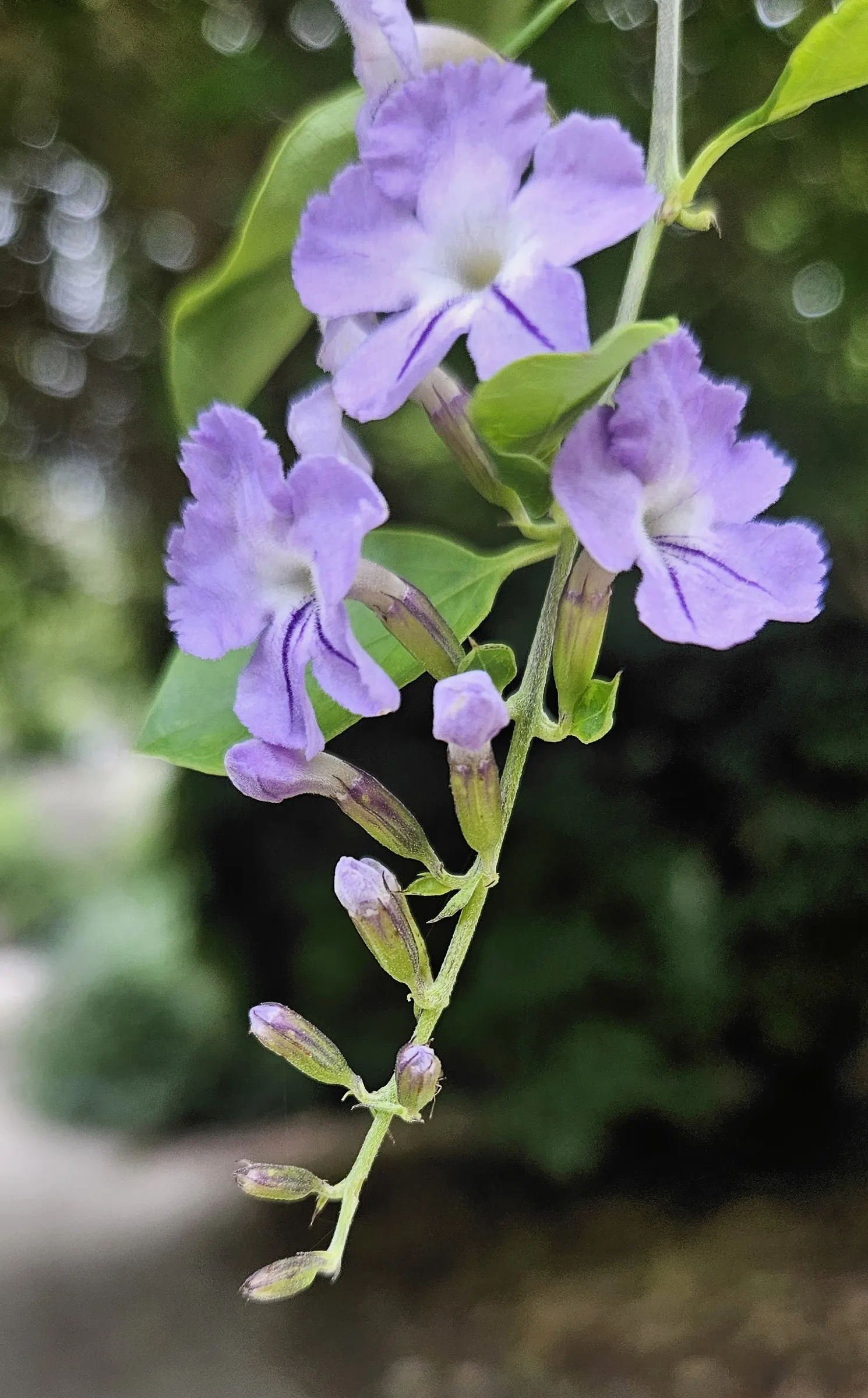 Sky Flower. Golden Dew-Drop (Duranta Erecta) — Maturing at 4-6 ft tall, with a 3-4 ft spread, it thrives in USDA zones 9b-11