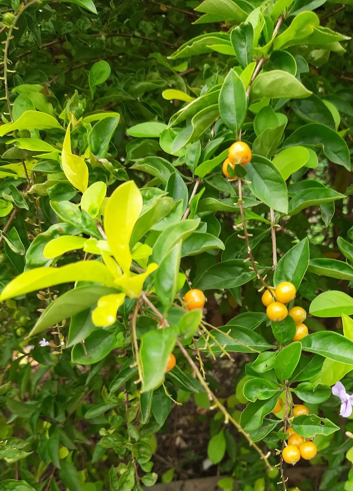 Sky Flower. Golden Dew-Drop (Duranta Erecta) — should be noted as toxic if ingested