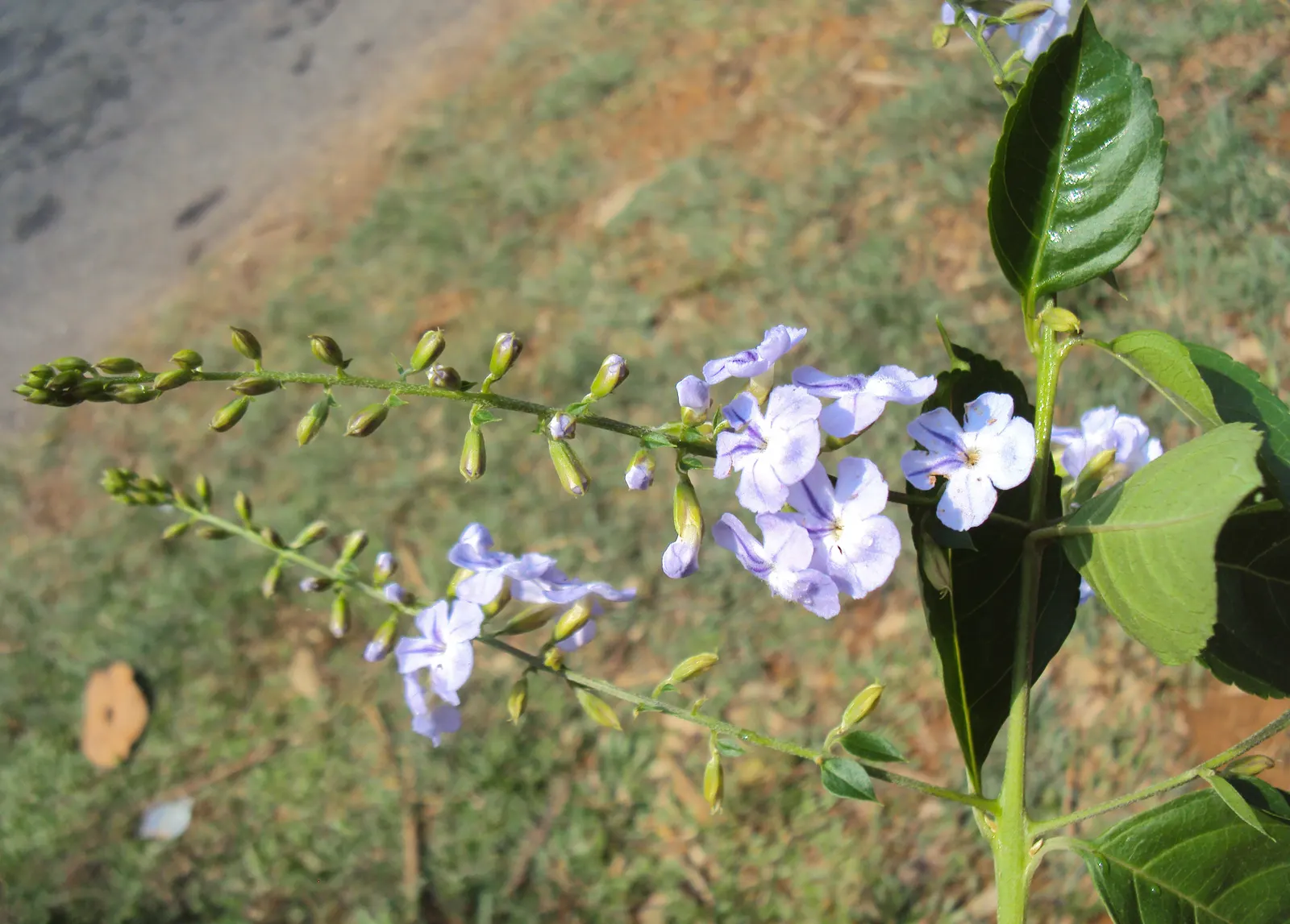 Sky Flower. Golden Dew-Drop (Duranta Erecta) — a striking choice for any design; should be noted as toxic if ingested, image 126