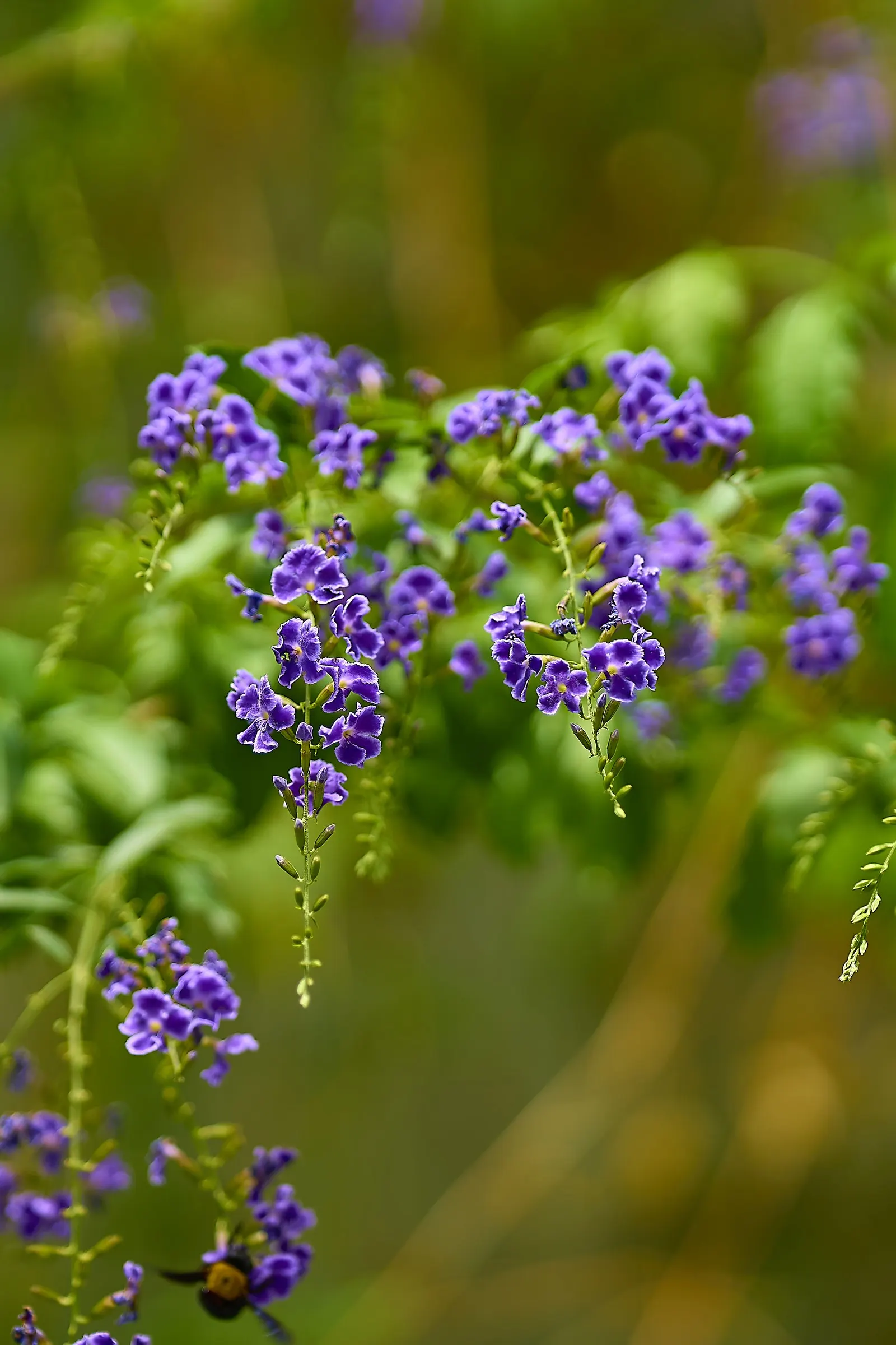 Sky Flower. Golden Dew-Drop (Duranta Erecta) — with its botanical name Duranta erecta; blue flowers in the garden, image 55