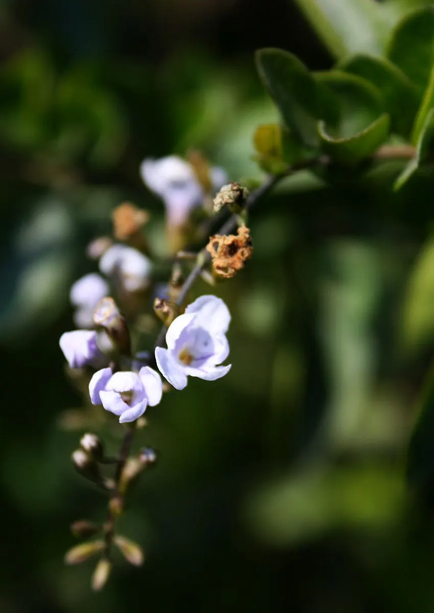 Sky Flower. Golden Dew-Drop (Duranta Erecta) — Pruning is necessary to maintain the desired shape and promote denser foliage; department of, image 115