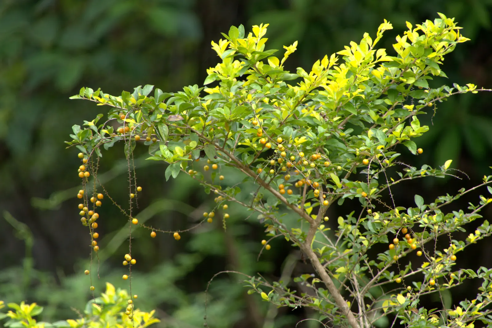 Sky Flower. Golden Dew-Drop (Duranta Erecta) — each bloom clusters gracefully along arching branches; native to the tropical regions of the Americas, it