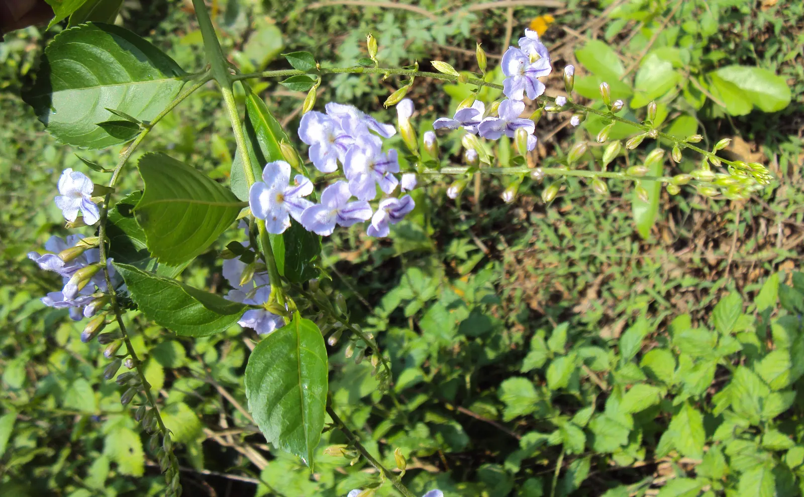 Sky Flower. Golden Dew-Drop (Duranta Erecta) — Ideal for hedges and containers, its rapid growth demands frequent pruning
