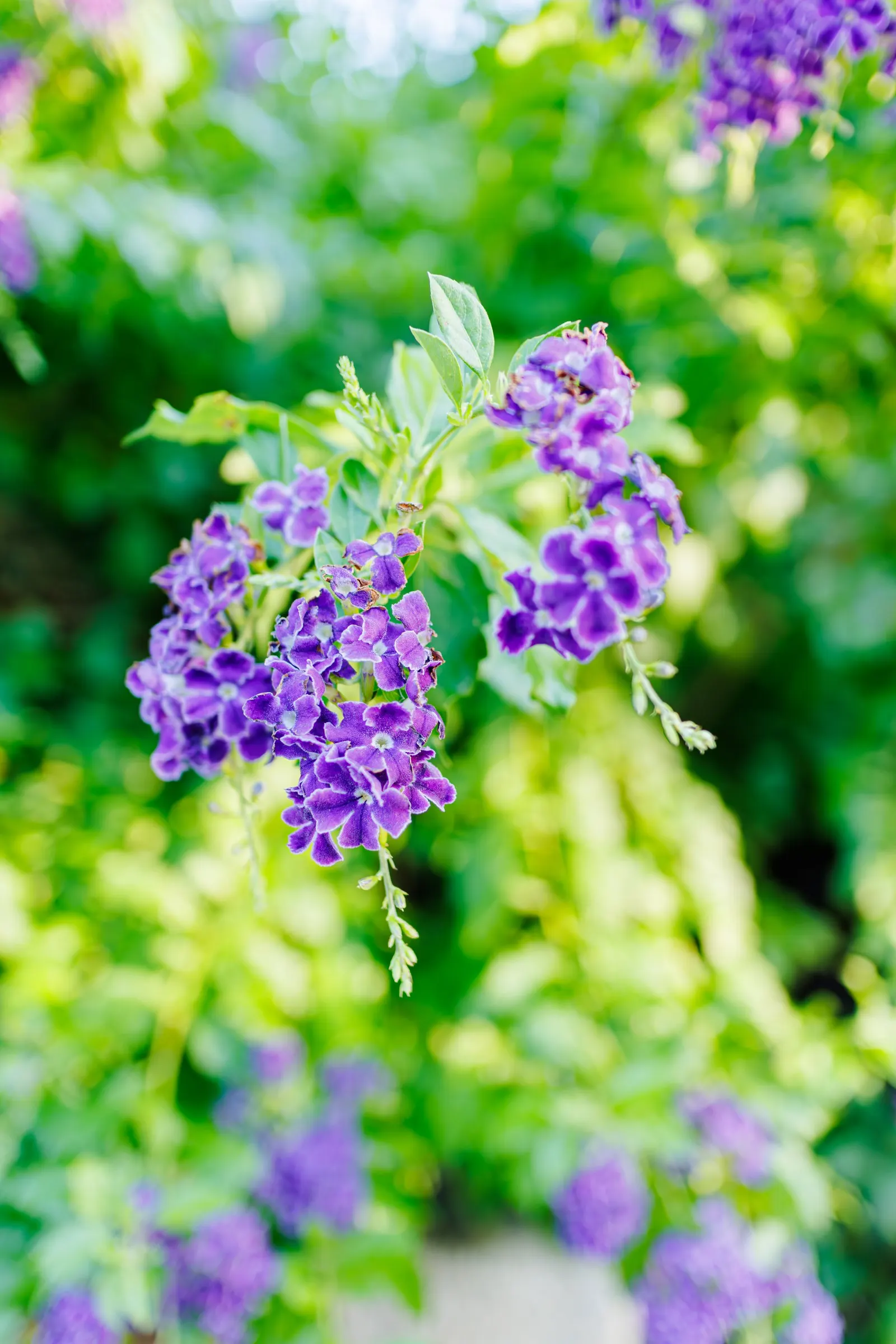 Sky Flower. Golden Dew-Drop (Duranta Erecta) — The Sky Flower's sculptural form and colorful presence ensure it is a standout feature in any garden, image 141