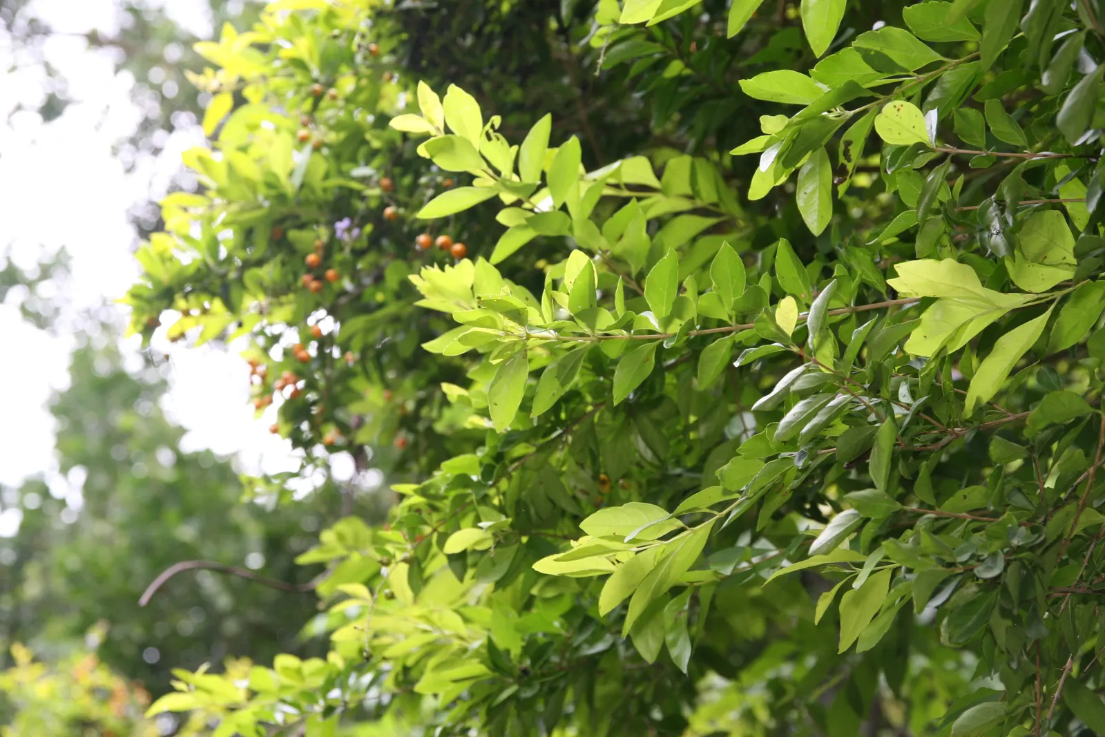 Sky Flower. Golden Dew-Drop (Duranta Erecta) — Maturing at 4-6 ft tall, with a 3-4 ft spread, it thrives in USDA zones 9b-11; this lush species can, image 122