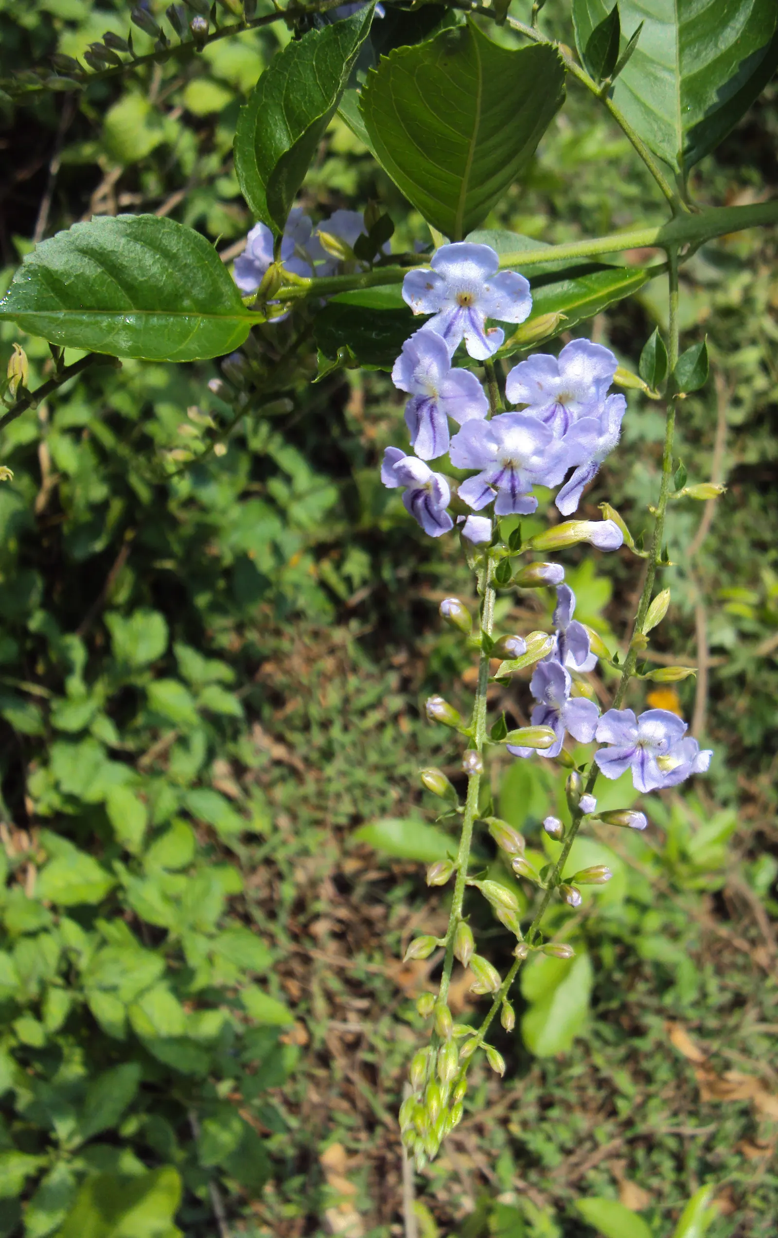 Sky Flower. Golden Dew-Drop (Duranta Erecta) — Ideal for hedges and containers, its rapid growth demands frequent pruning; evergreen shrub renowned, image 52