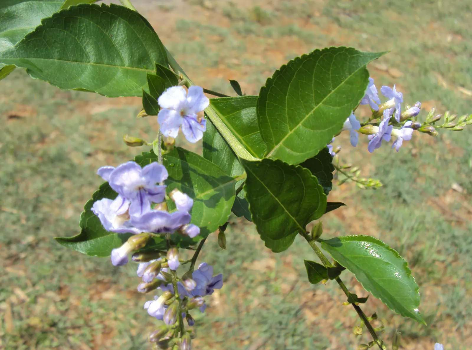 Sky Flower. Golden Dew-Drop (Duranta Erecta) — evergreen shrub renowned for vibrant purple-blue flowers and yellow fruit clusters; ideal for hedges, image 121