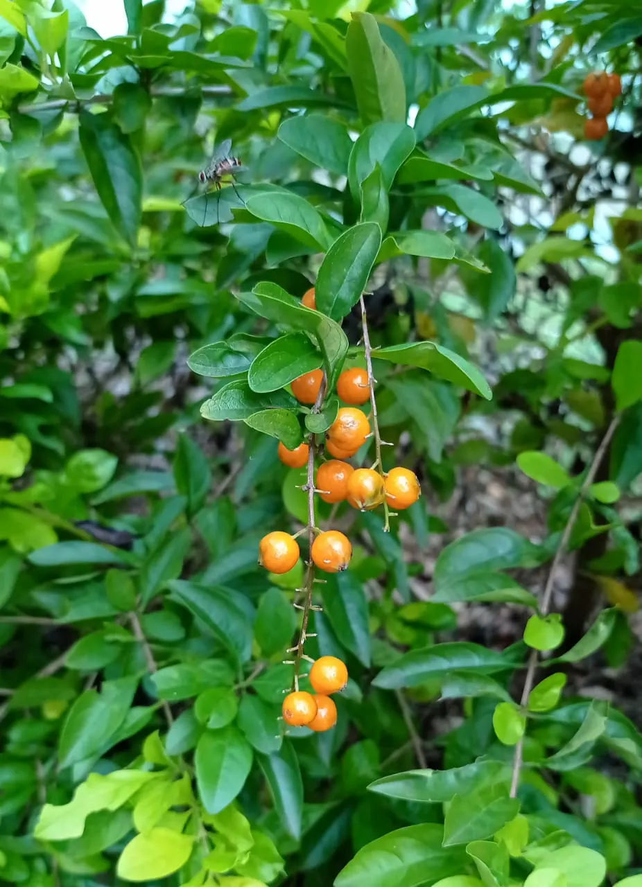 Sky Flower. Golden Dew-Drop (Duranta Erecta) — Pruning is necessary to maintain the desired shape and promote denser foliage; department of Agriculture plant