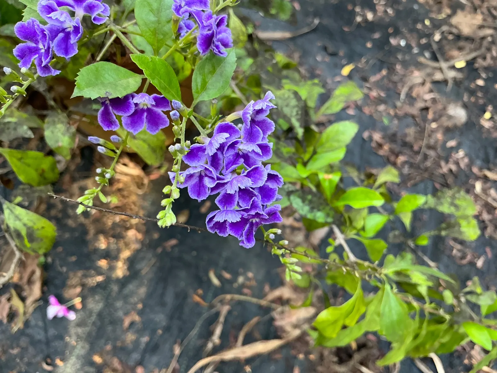 Sky Flower. Golden Dew-Drop (Duranta Erecta) — evergreen shrub that introduces dynamic visual interest to any landscape; the attractive foliage, image 80