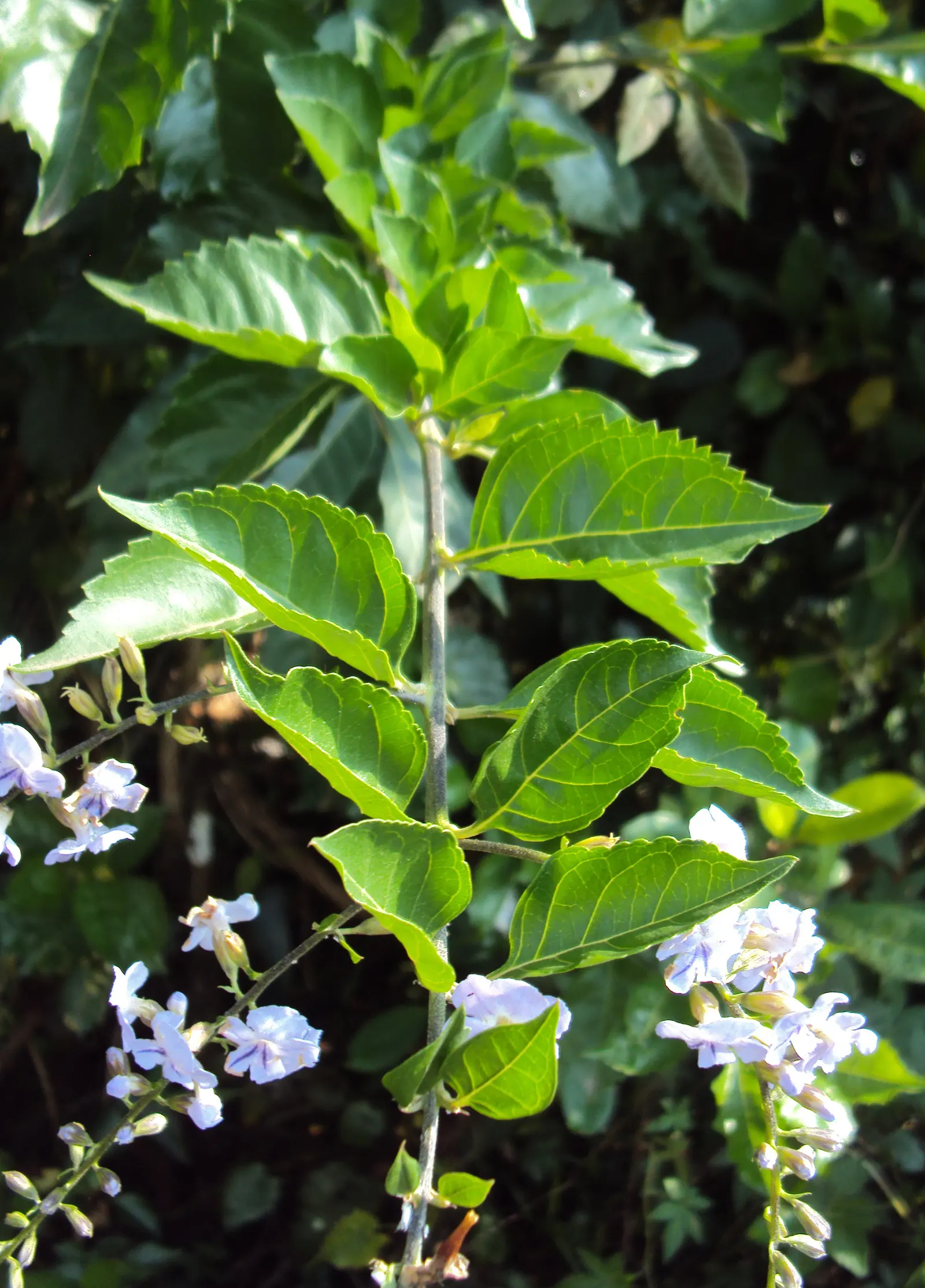Sky Flower. Golden Dew-Drop (Duranta Erecta) — shrub with blue blooms; providing a striking contrast and adding to its common name 'Golden Dew-Drop', image 95