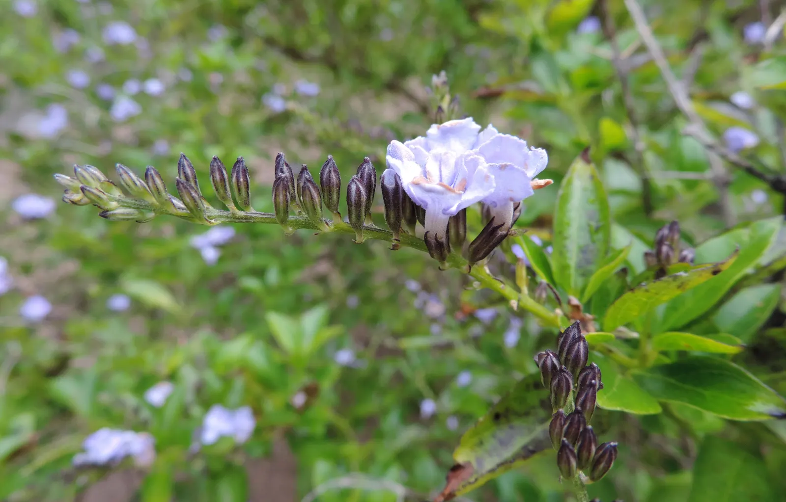 Sky Flower. Golden Dew-Drop (Duranta Erecta) — shrub for full; the Sky Flower's sculptural form and colorful presence ensure it is a standout, image 120