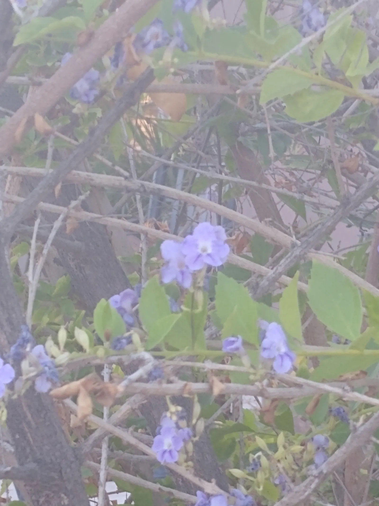 Sky Flower. Golden Dew-Drop (Duranta Erecta) — which is best done after the flowering season; making it a low-maintenance option for a busy client