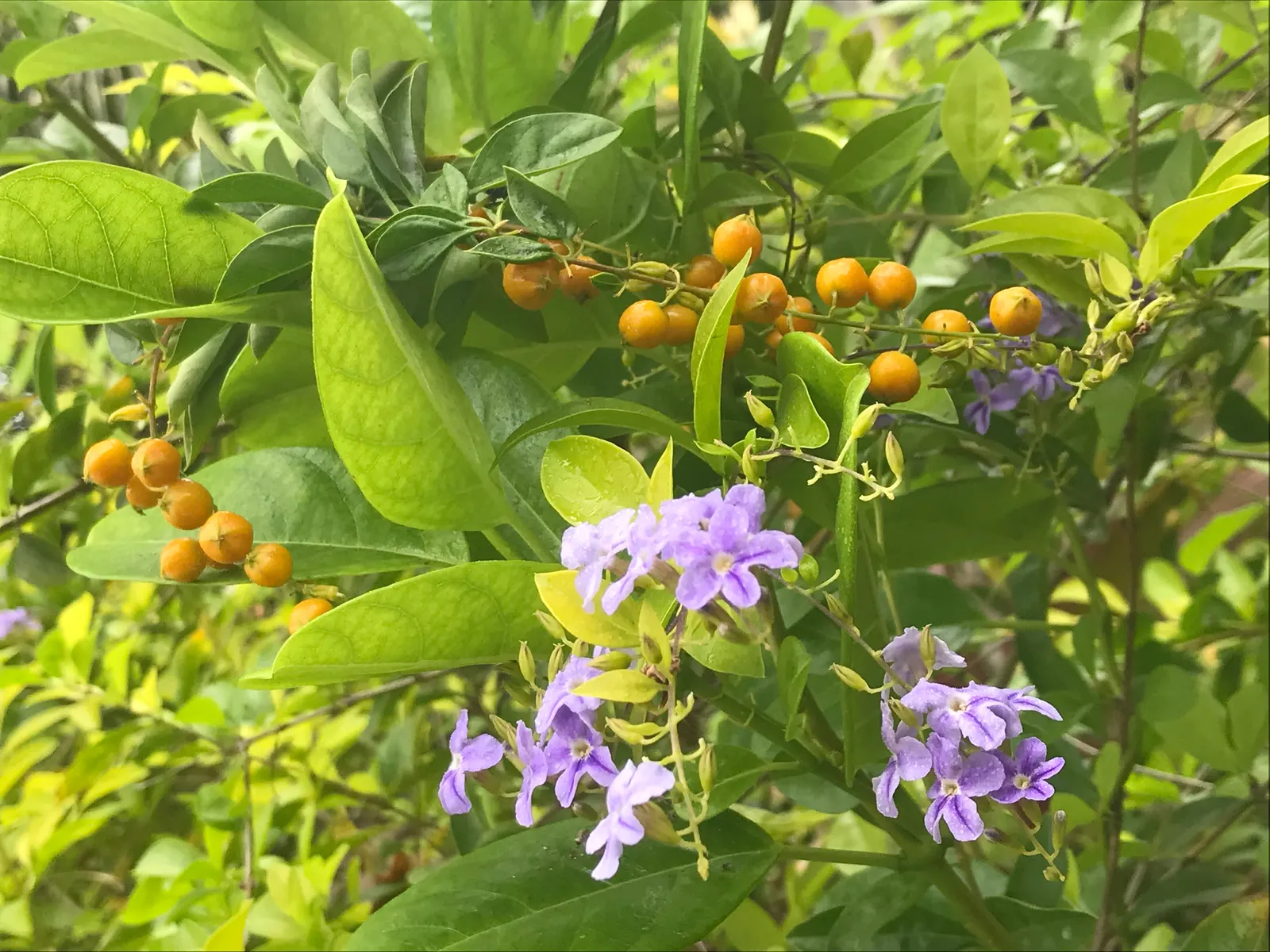 Sky Flower. Golden Dew-Drop (Duranta Erecta) — It requires full sun, well-drained soil, and regular watering; its resilience and fast growth rate, image 99
