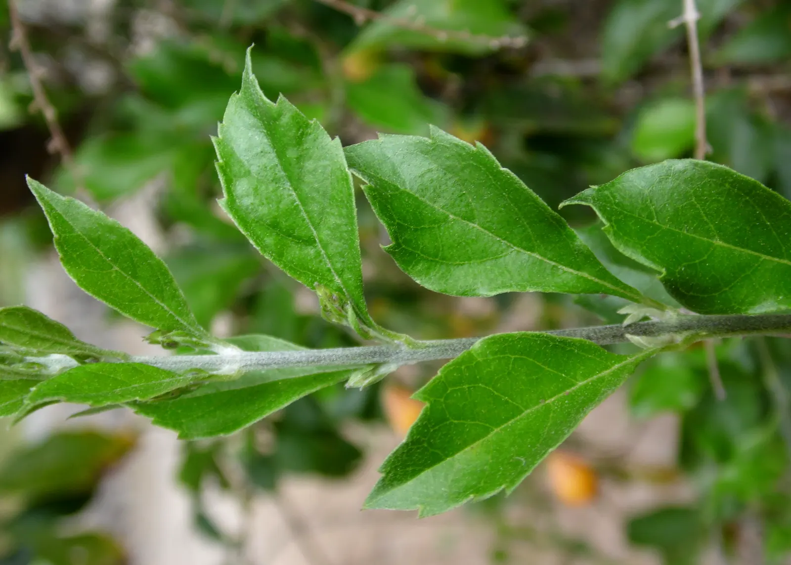 Sky Flower. Golden Dew-Drop (Duranta Erecta) — shrub for full