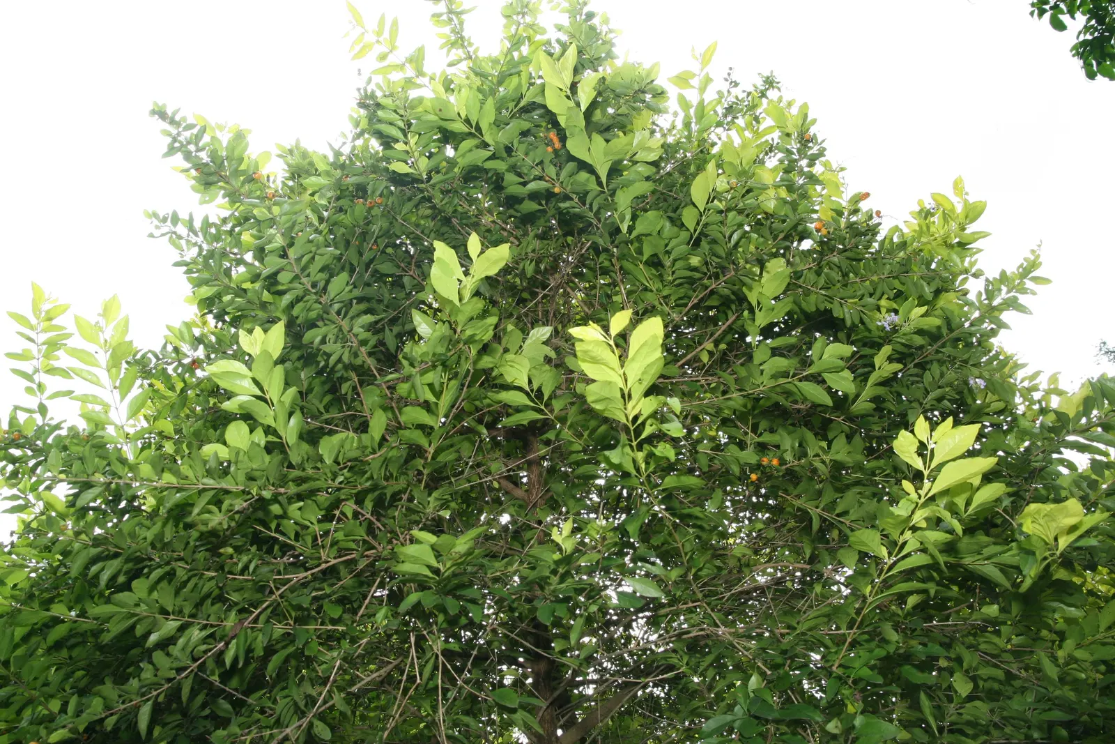 Sky Flower. Golden Dew-Drop (Duranta Erecta) — Ideal for hedges and containers, its rapid growth demands frequent pruning; evergreen shrub renowned, image 148