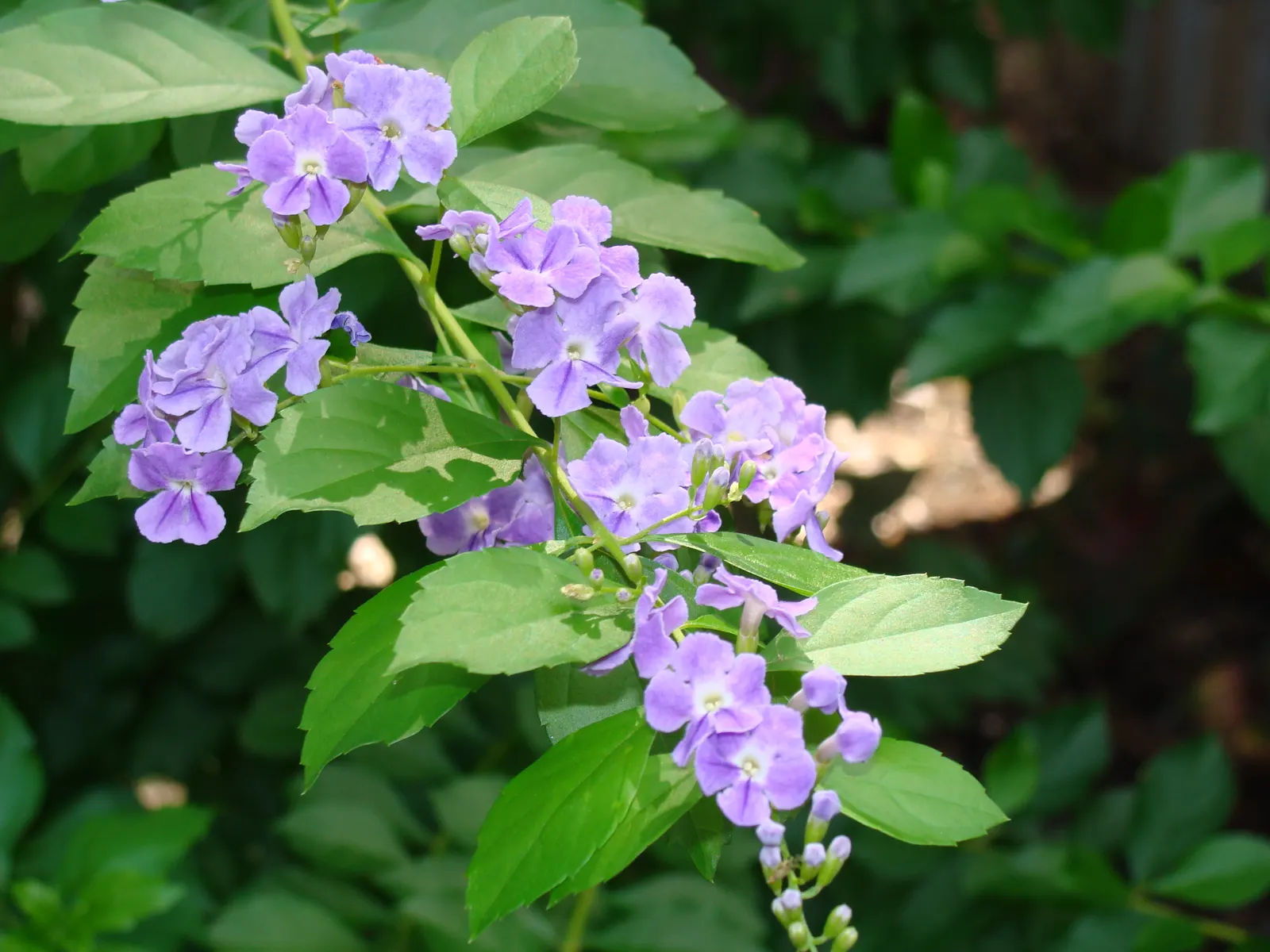 Sky Flower. Golden Dew-Drop (Duranta Erecta) — It tolerates a variety of soil types and is relatively drought-resistant once established; these blossoms are a