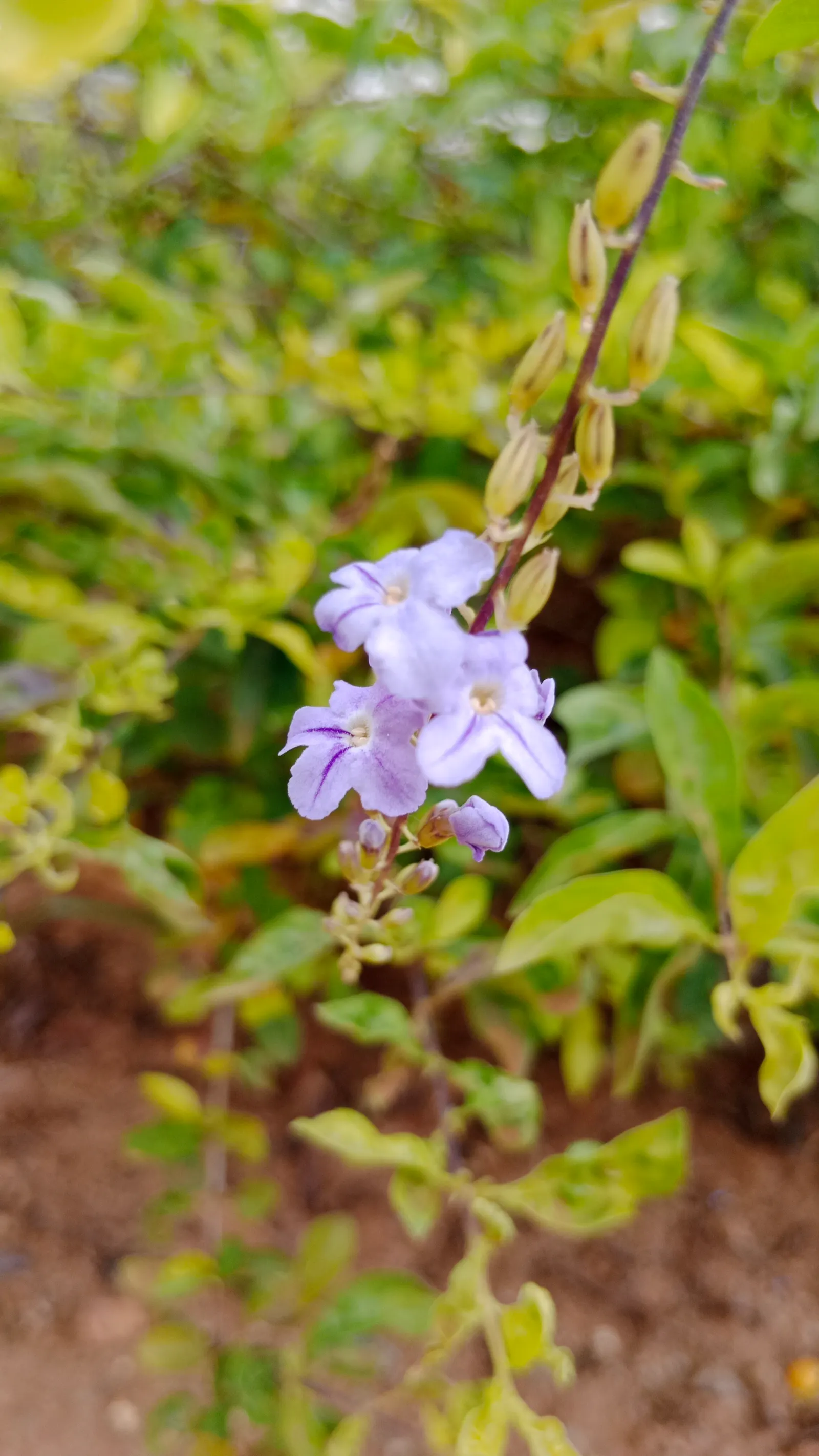 Sky Flower. Golden Dew-Drop (Duranta Erecta) — This lush species can reach up to 18 feet in height with a similar spread; maturing at 4-6 ft tall, image 107