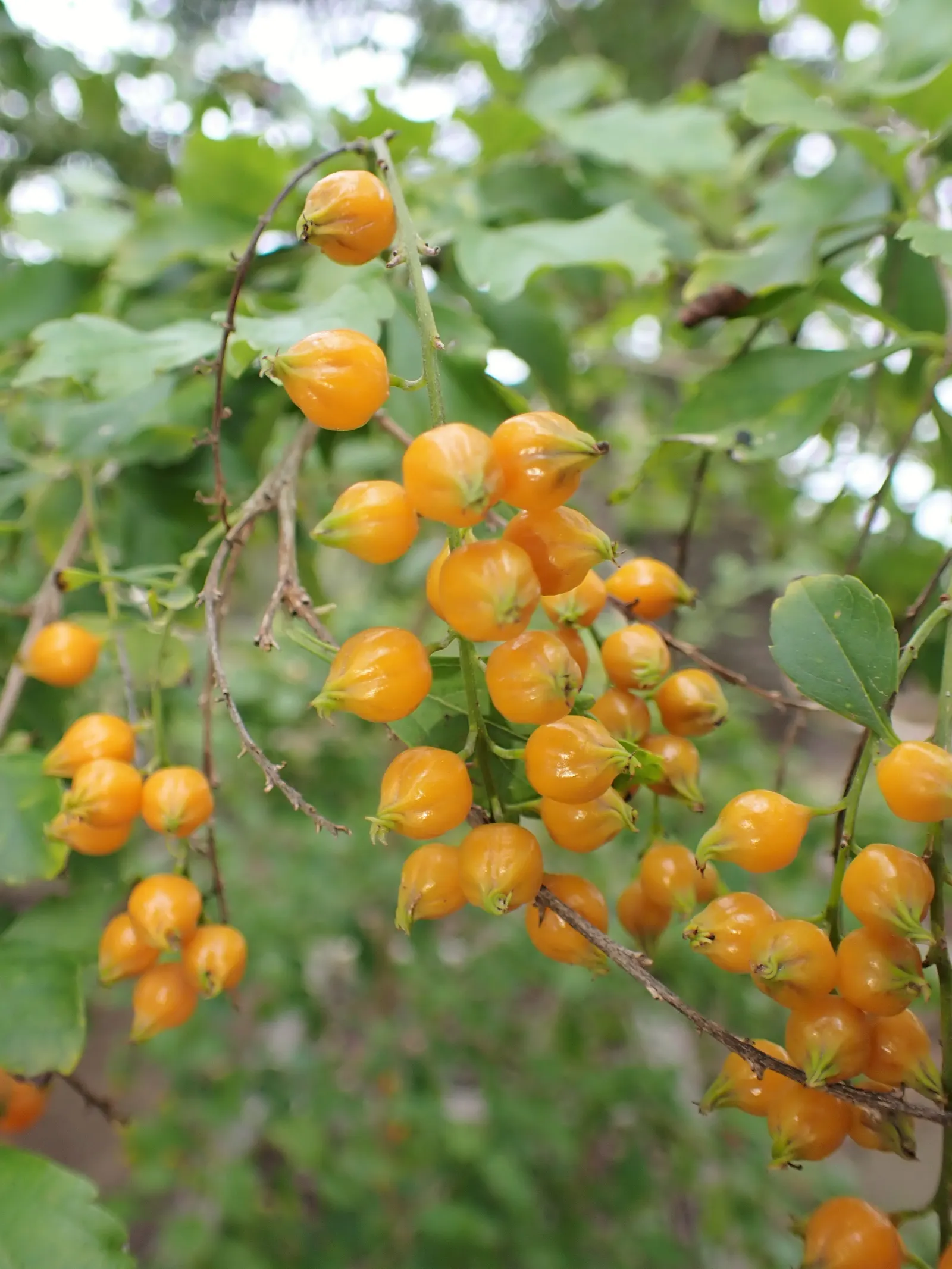 Sky Flower. Golden Dew-Drop (Duranta Erecta) — shrub with blue blooms; providing a striking contrast and adding to its common name 'Golden Dew-Drop', image 119