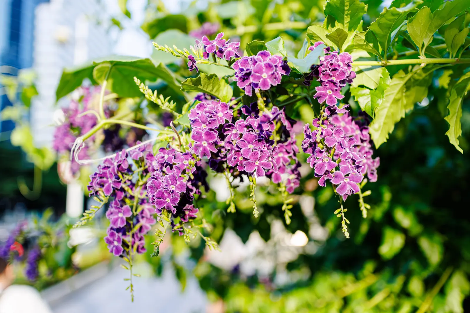 Sky Flower. Golden Dew-Drop (Duranta Erecta) — each bloom clusters gracefully along arching branches