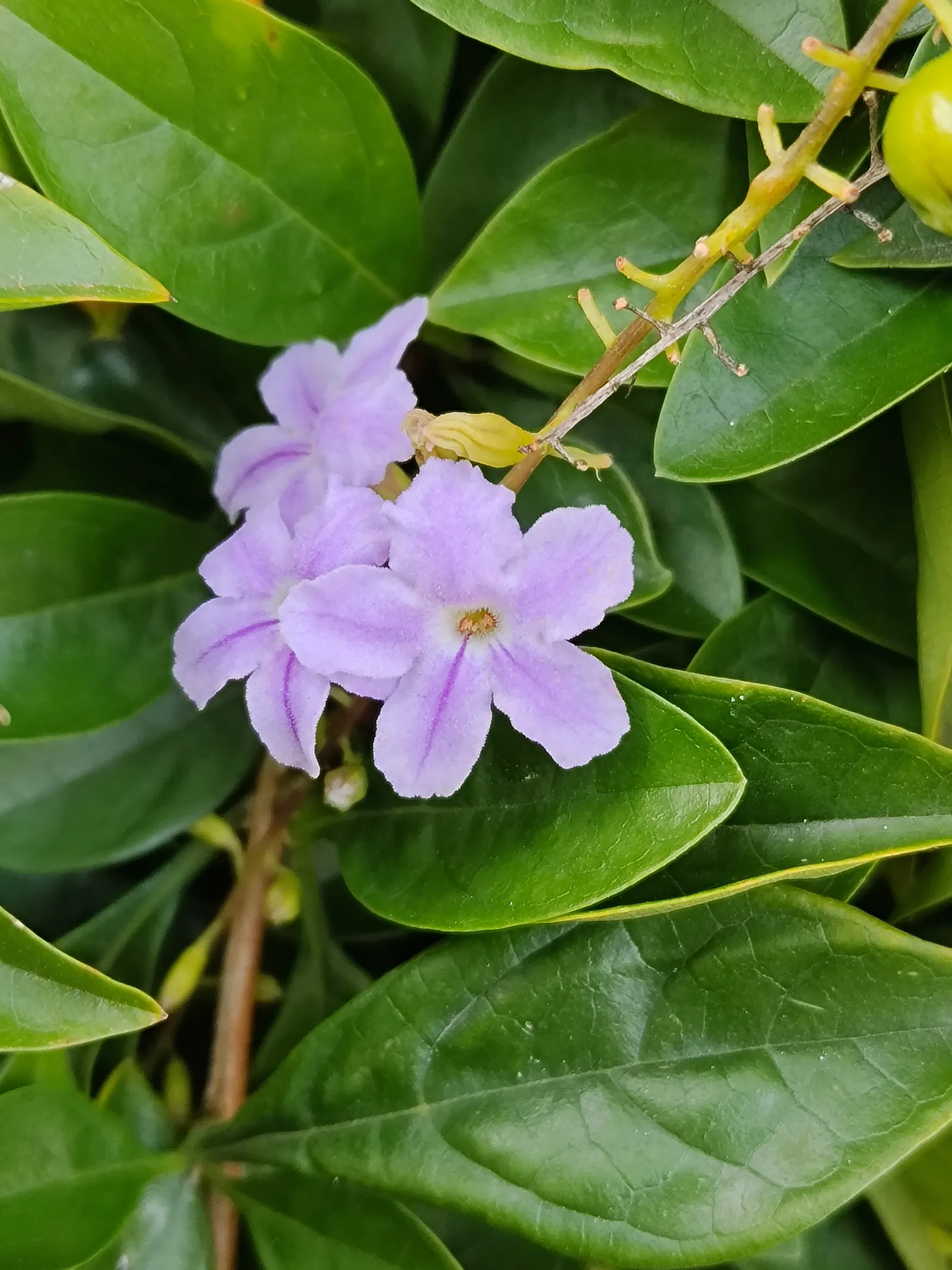 Sky Flower. Golden Dew-Drop (Duranta Erecta) — should be noted as toxic if ingested; a striking choice for any design, image 63