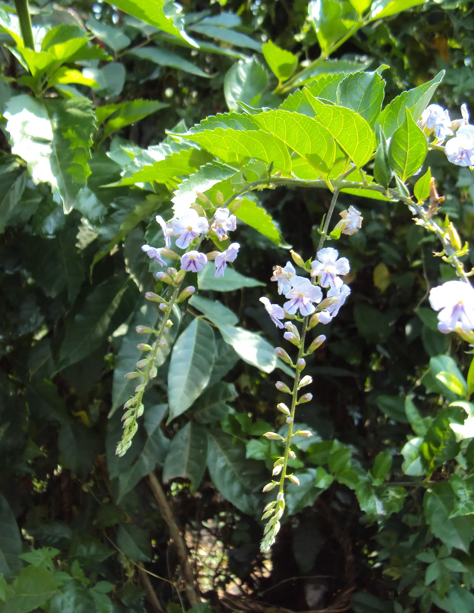 Sky Flower. Golden Dew-Drop (Duranta Erecta) — Maturing at 4-6 ft tall, with a 3-4 ft spread, it thrives in USDA zones 9b-11; this lush species can, image 74