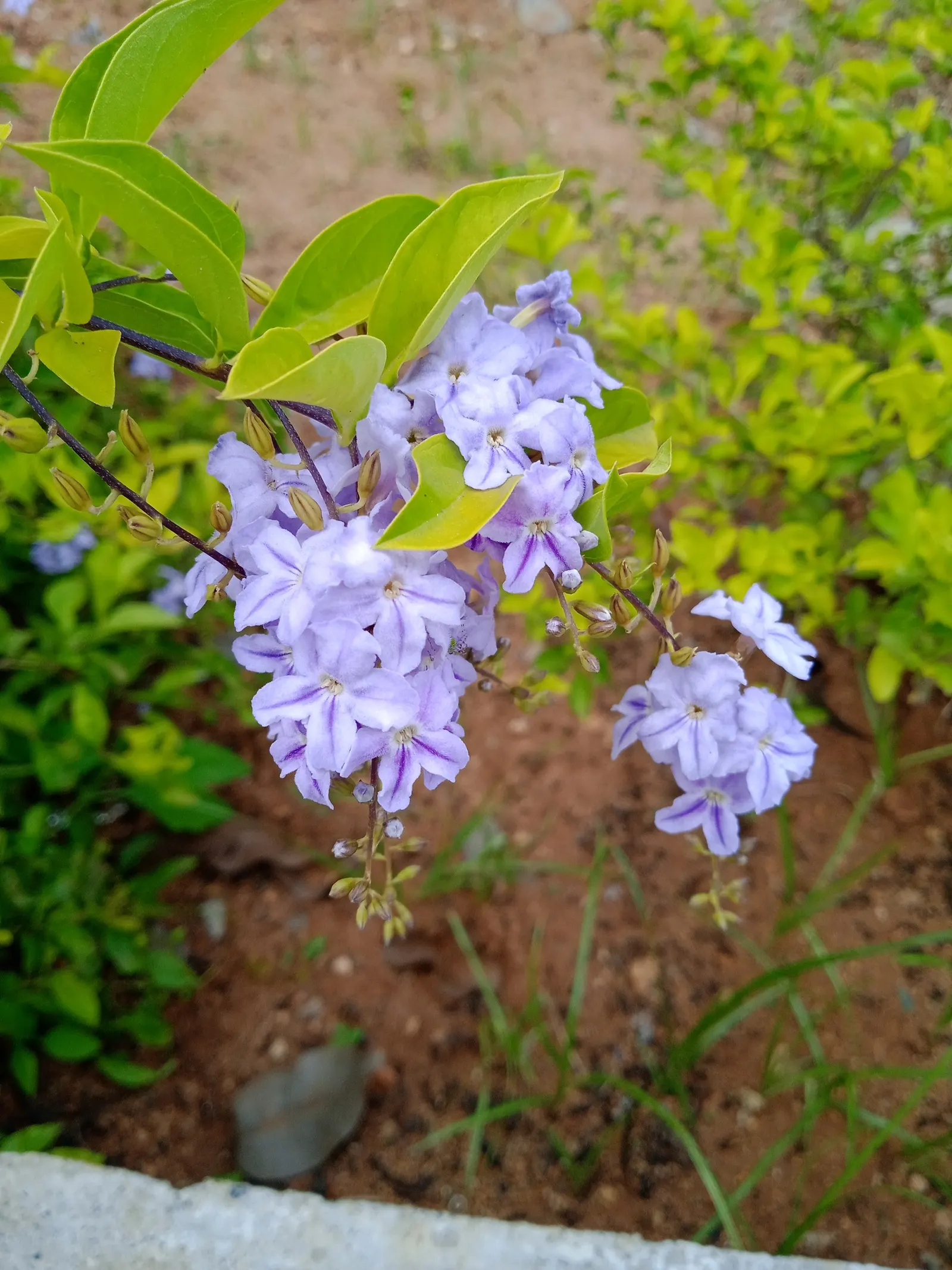 Sky Flower. Golden Dew-Drop (Duranta Erecta) — shrub with blue blooms; providing a striking contrast and adding to its common name 'Golden Dew-Drop', image 143