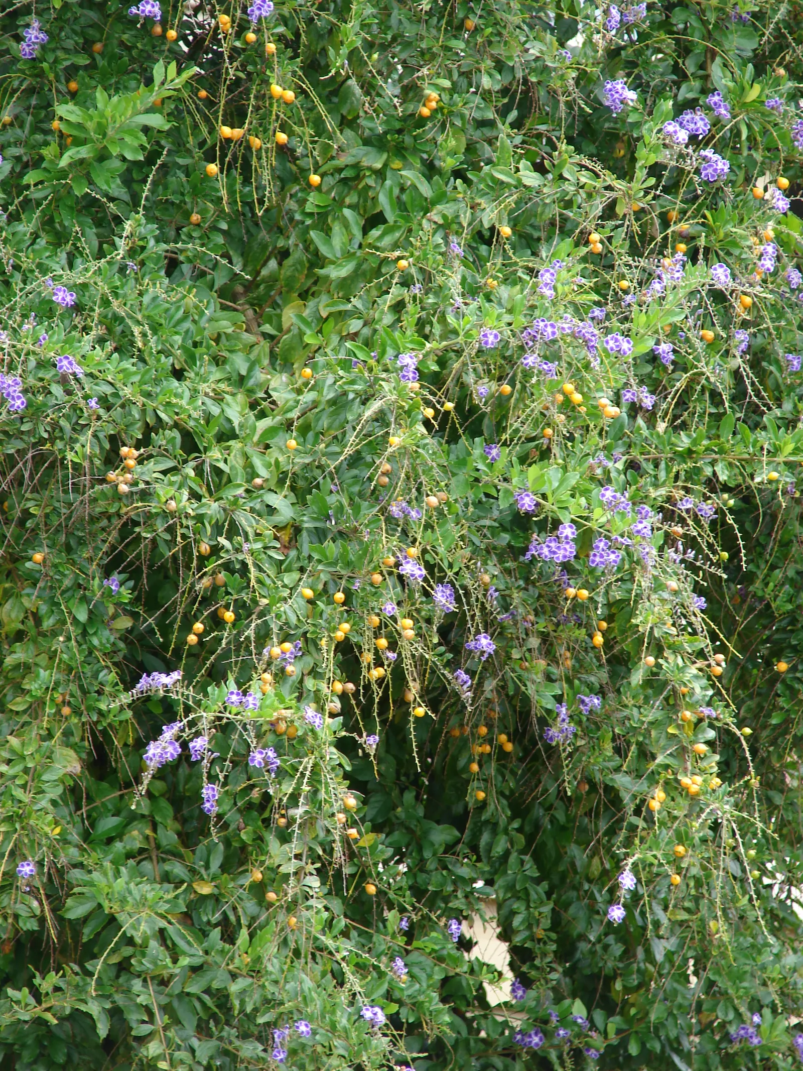 Sky Flower. Golden Dew-Drop (Duranta Erecta) — Its resilience and fast growth rate make it ideal for use as a hedge, screen, or standalone, image 138