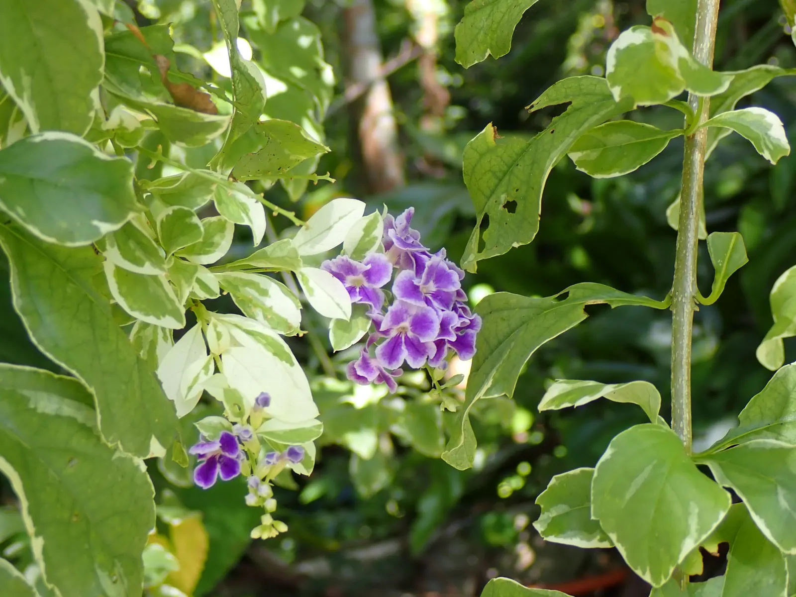 Sky Flower. Golden Dew-Drop (Duranta Erecta) — Ideal for hedges and containers, its rapid growth demands frequent pruning; evergreen shrub renowned for vibrant