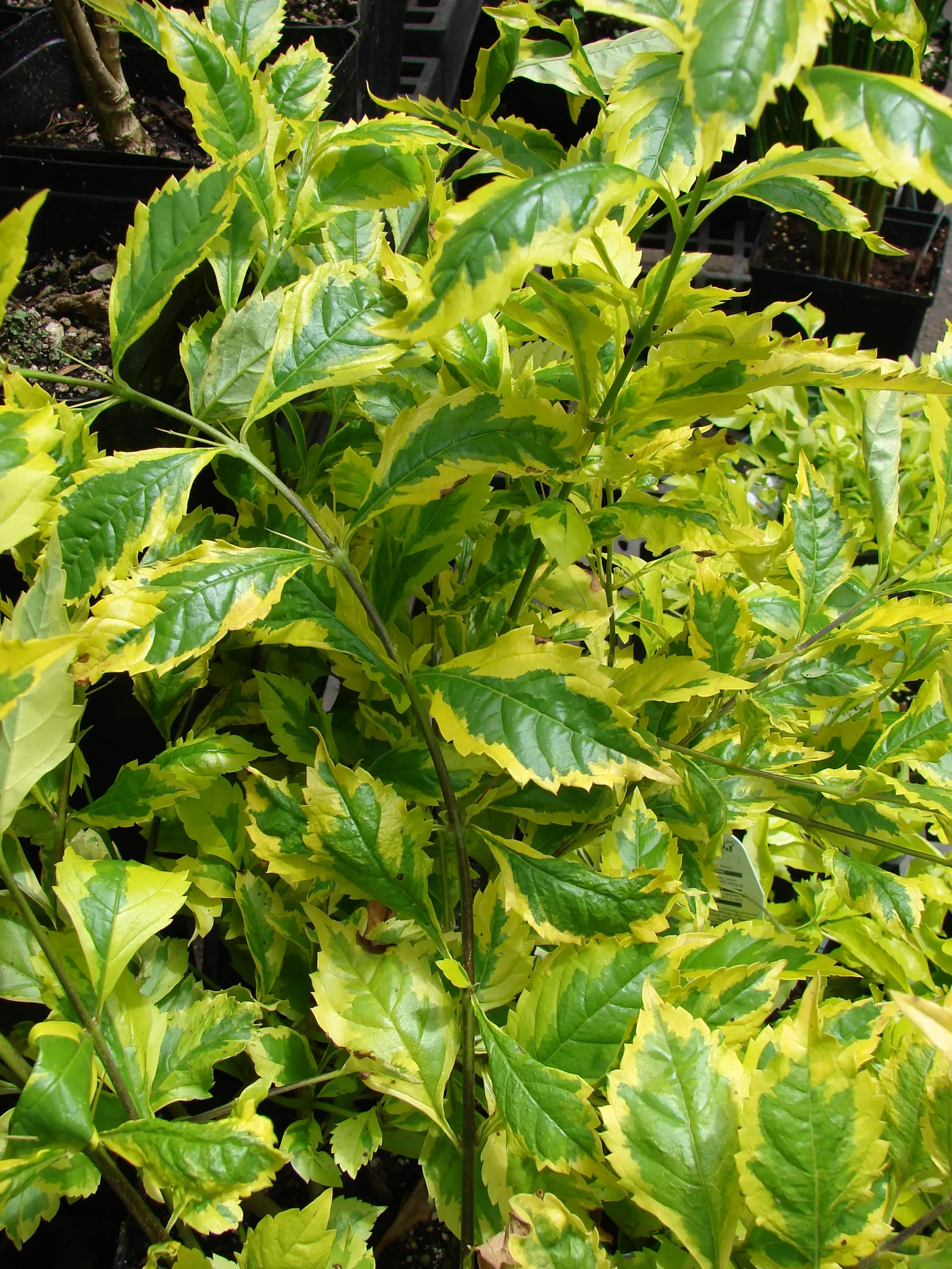 Sky Flower. Golden Dew-Drop (Duranta Erecta) — Its resilience and fast growth rate make it ideal for use as a hedge, screen, or standalone specimen