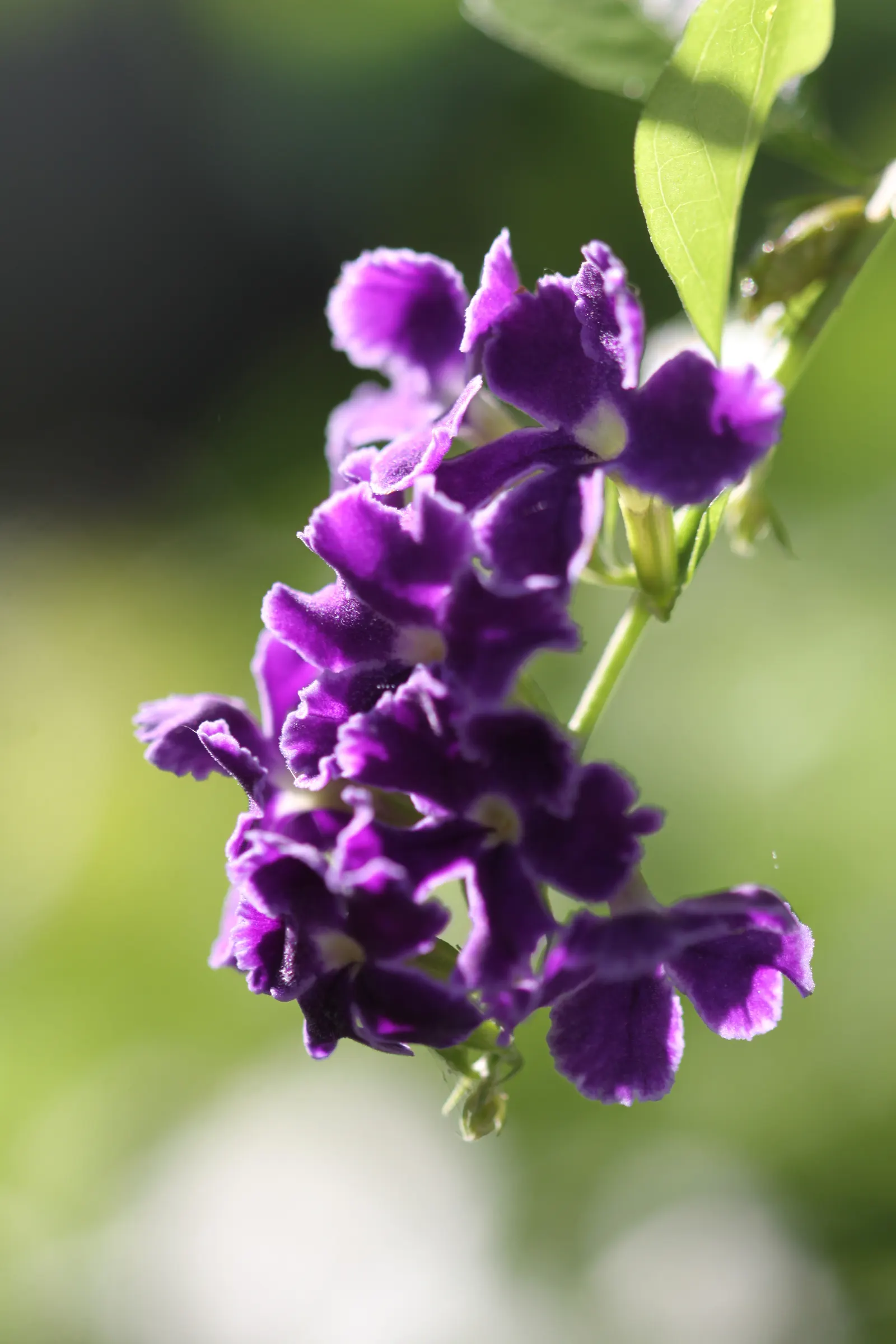 Sky Flower. Golden Dew-Drop (Duranta Erecta) — These blossoms are a magnet for butterflies and hummingbirds, breathing life into the garden; it, image 61