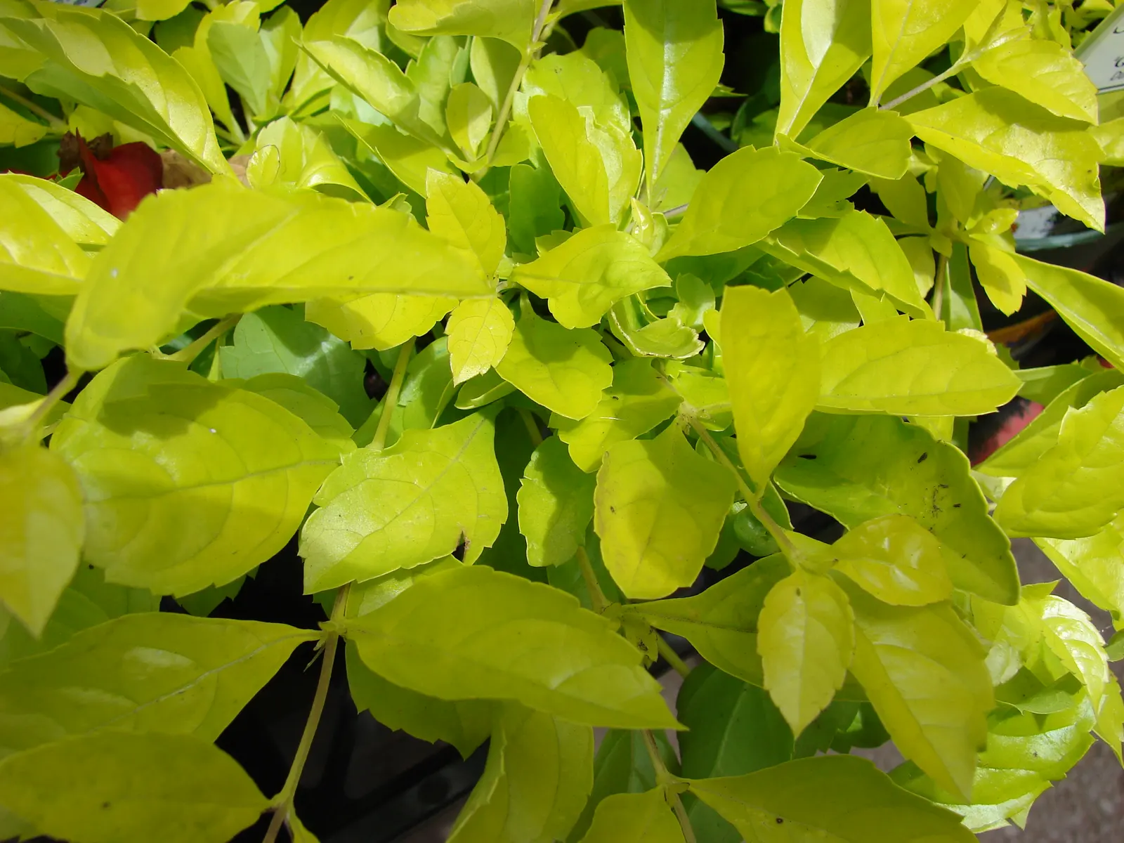 Sky Flower. Golden Dew-Drop (Duranta Erecta) — This lush species can reach up to 18 feet in height with a similar spread; maturing at 4-6 ft tall, image 131