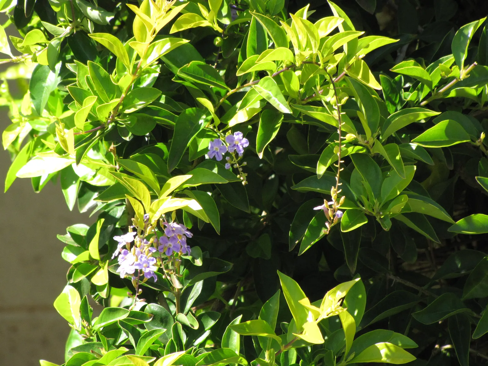 Sky Flower. Golden Dew-Drop (Duranta Erecta) — which is best done after the flowering season; making it a low-maintenance option for a busy client, image 92