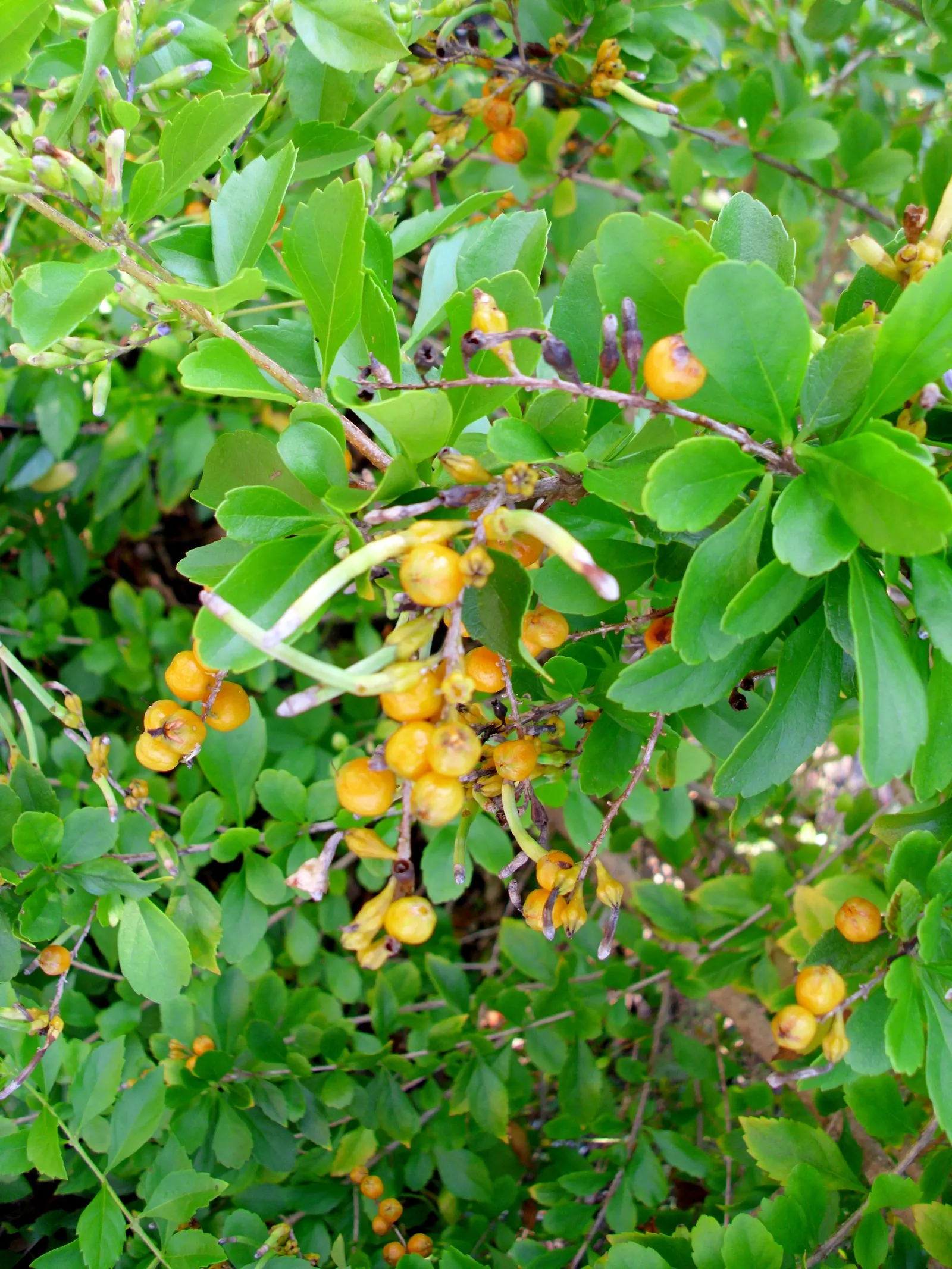 Sky Flower. Golden Dew-Drop (Duranta Erecta) — should be noted as toxic if ingested; a striking choice for any design, image 87