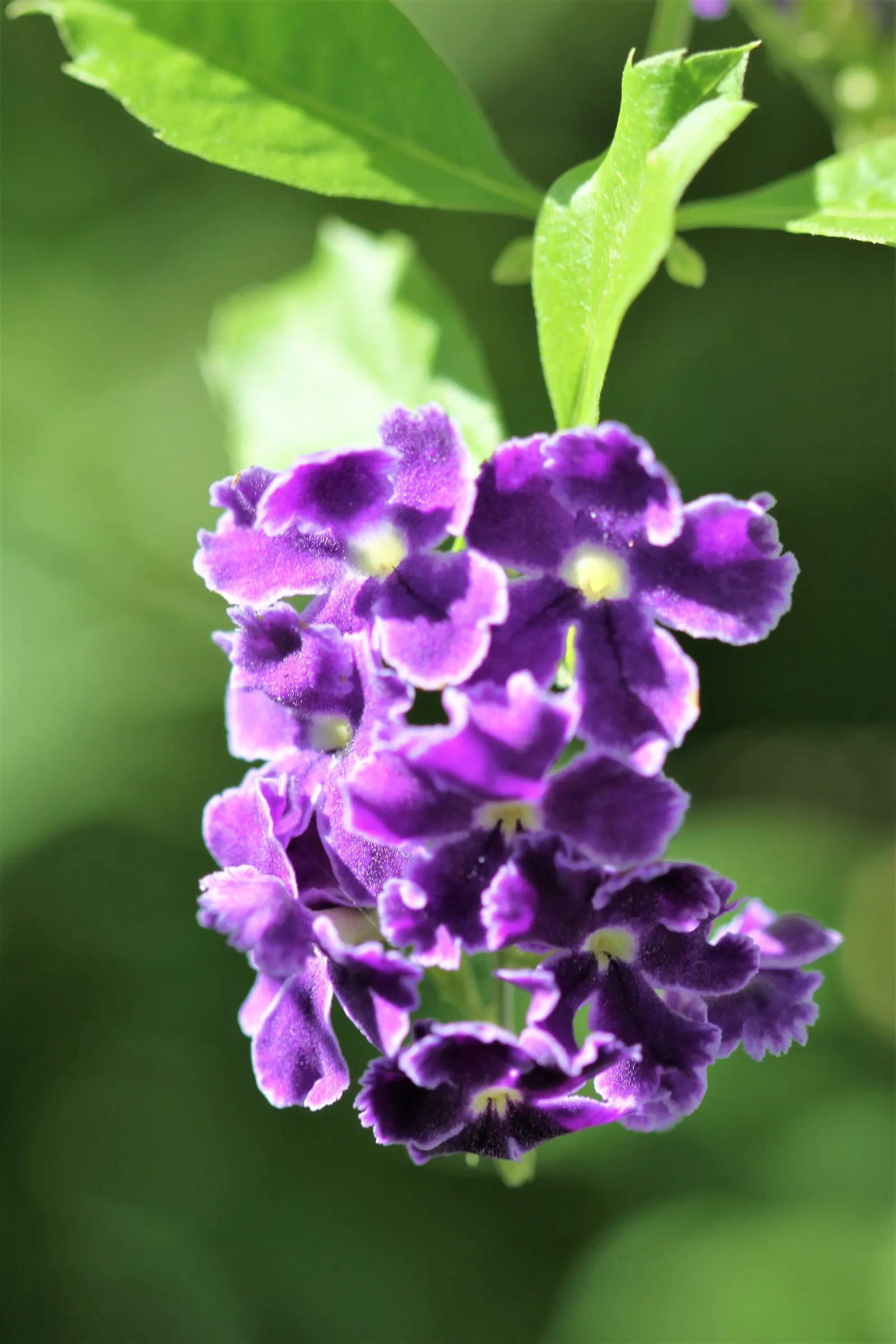 Sky Flower. Golden Dew-Drop (Duranta Erecta) — Native to the tropical regions of the Americas, it thrives in U.S; each bloom clusters gracefully, image 57