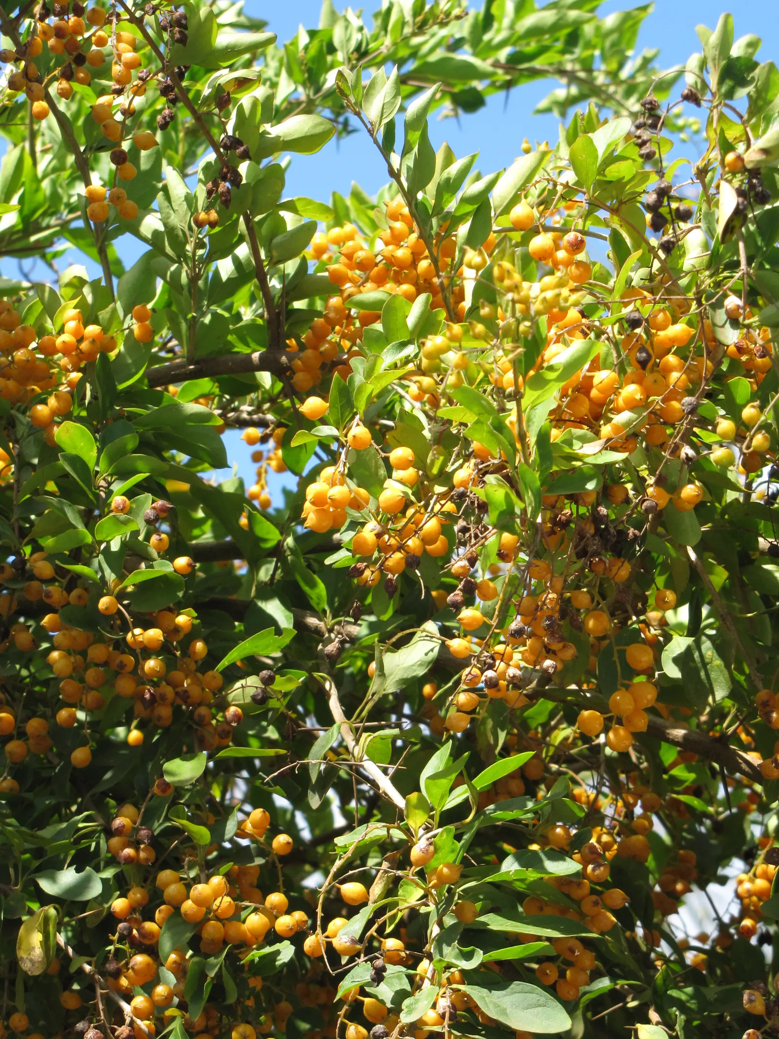 Sky Flower. Golden Dew-Drop (Duranta Erecta) — Ideal for hedges and containers, its rapid growth demands frequent pruning; evergreen shrub renowned, image 124