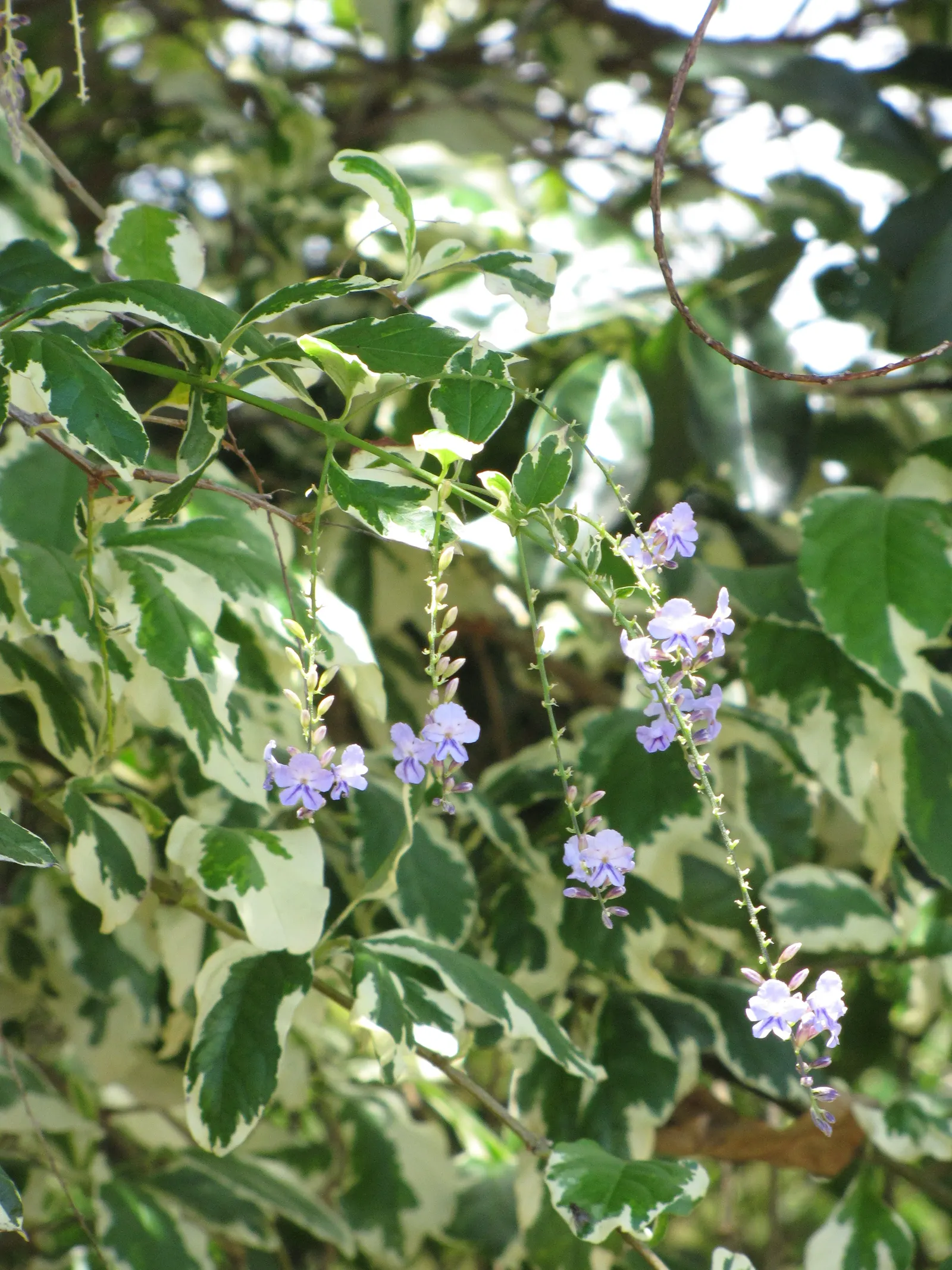 Sky Flower. Golden Dew-Drop (Duranta Erecta) — providing a striking contrast and adding to its common name 'Golden Dew-Drop'; shrub with blue blooms