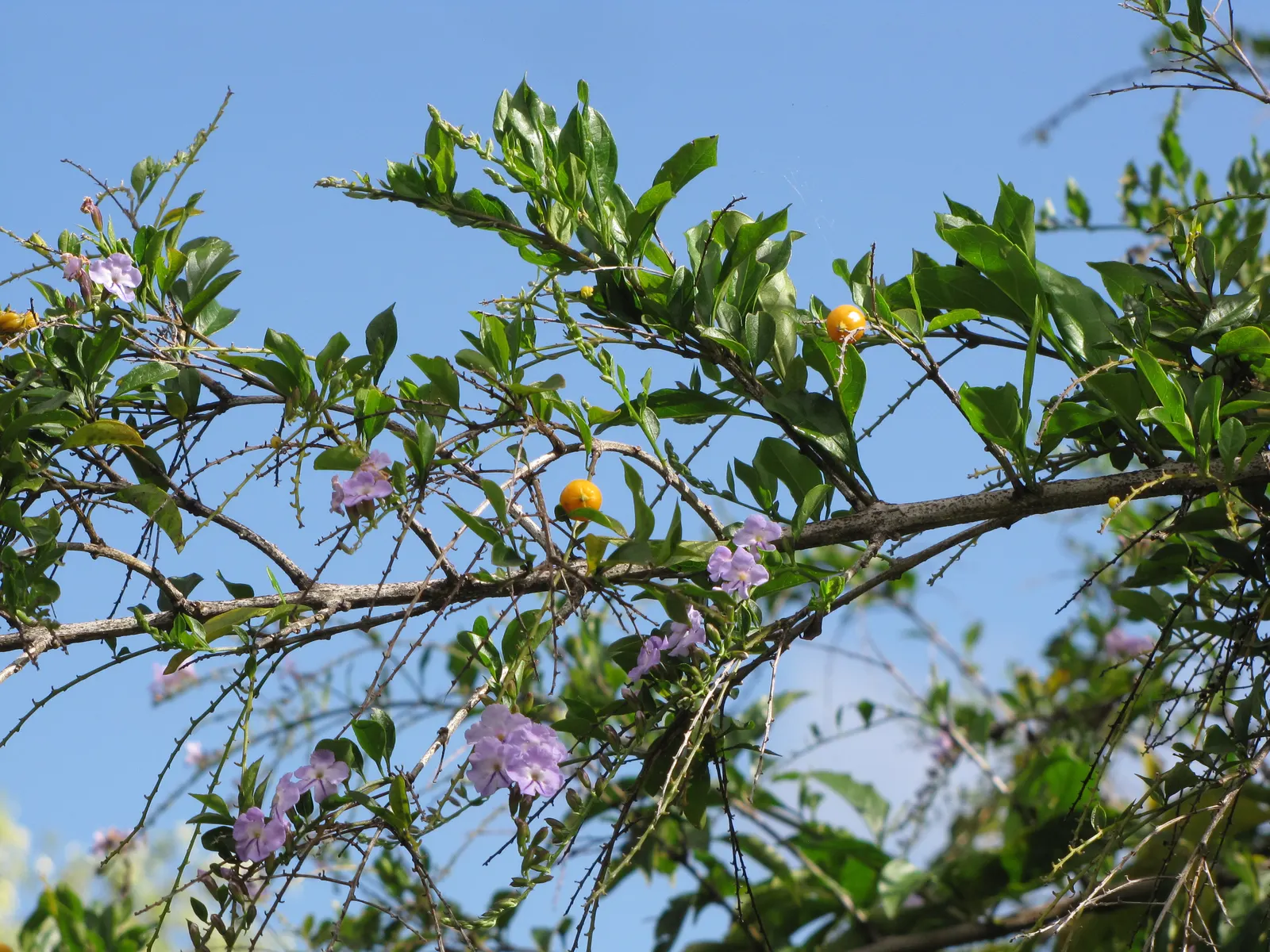 Sky Flower. Golden Dew-Drop (Duranta Erecta) — Maturing at 4-6 ft tall, with a 3-4 ft spread, it thrives in USDA zones 9b-11; this lush species can reach up to