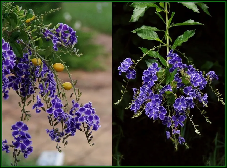 Sky Flower. Golden Dew-Drop (Duranta Erecta) — Its resilience and fast growth rate make it ideal for use as a hedge, screen, or standalone, image 66