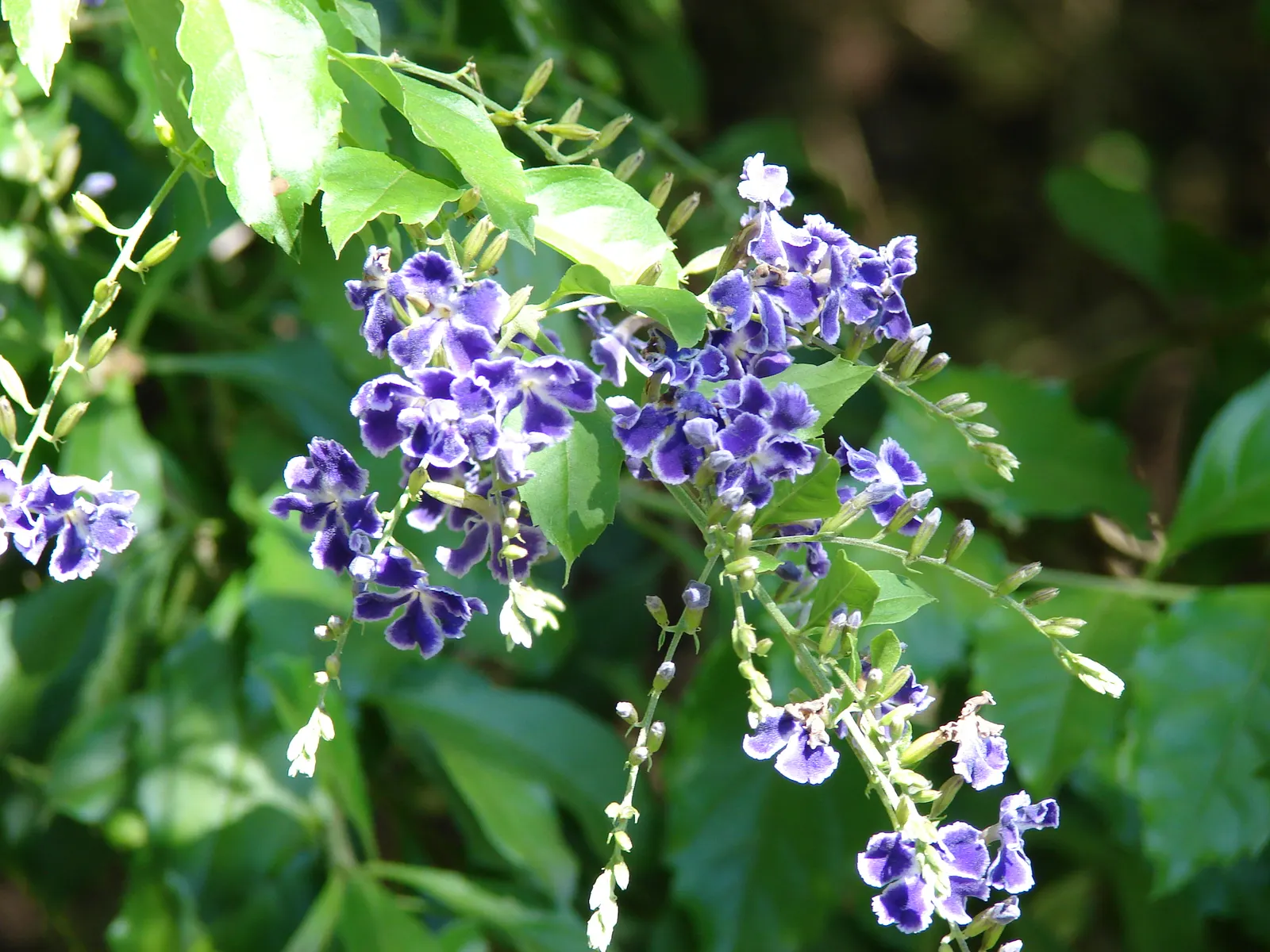 Sky Flower. Golden Dew-Drop (Duranta Erecta) — shrub for full; the Sky Flower's sculptural form and colorful presence ensure it is a standout, image 144