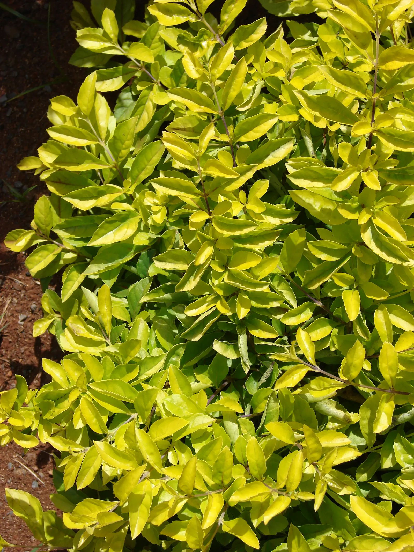 Sky Flower. Golden Dew-Drop (Duranta Erecta) — evergreen shrub renowned for vibrant purple-blue flowers and yellow fruit clusters