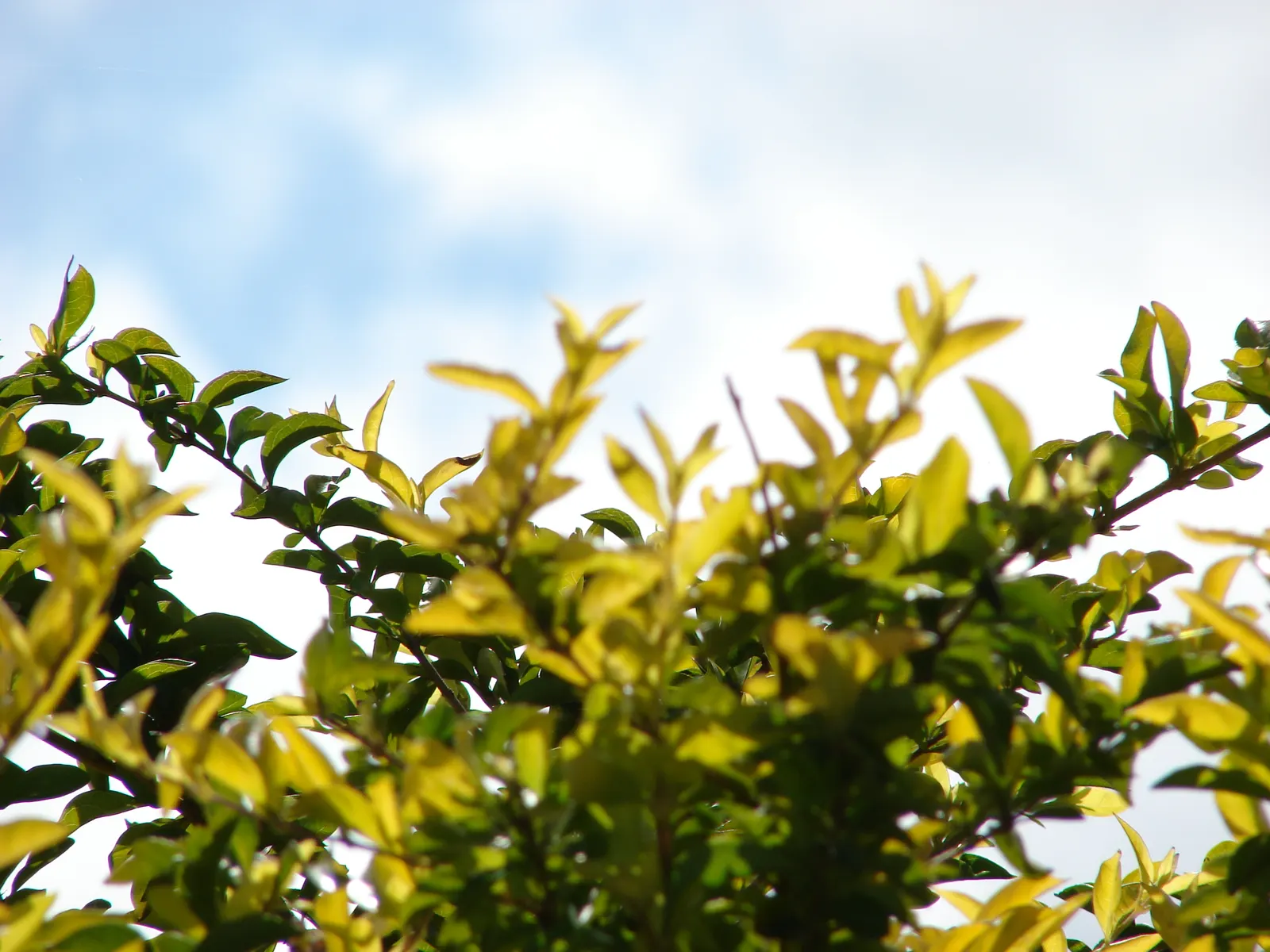 Sky Flower. Golden Dew-Drop (Duranta Erecta) — Maturing at 4-6 ft tall, with a 3-4 ft spread, it thrives in USDA zones 9b-11; this lush species can, image 50
