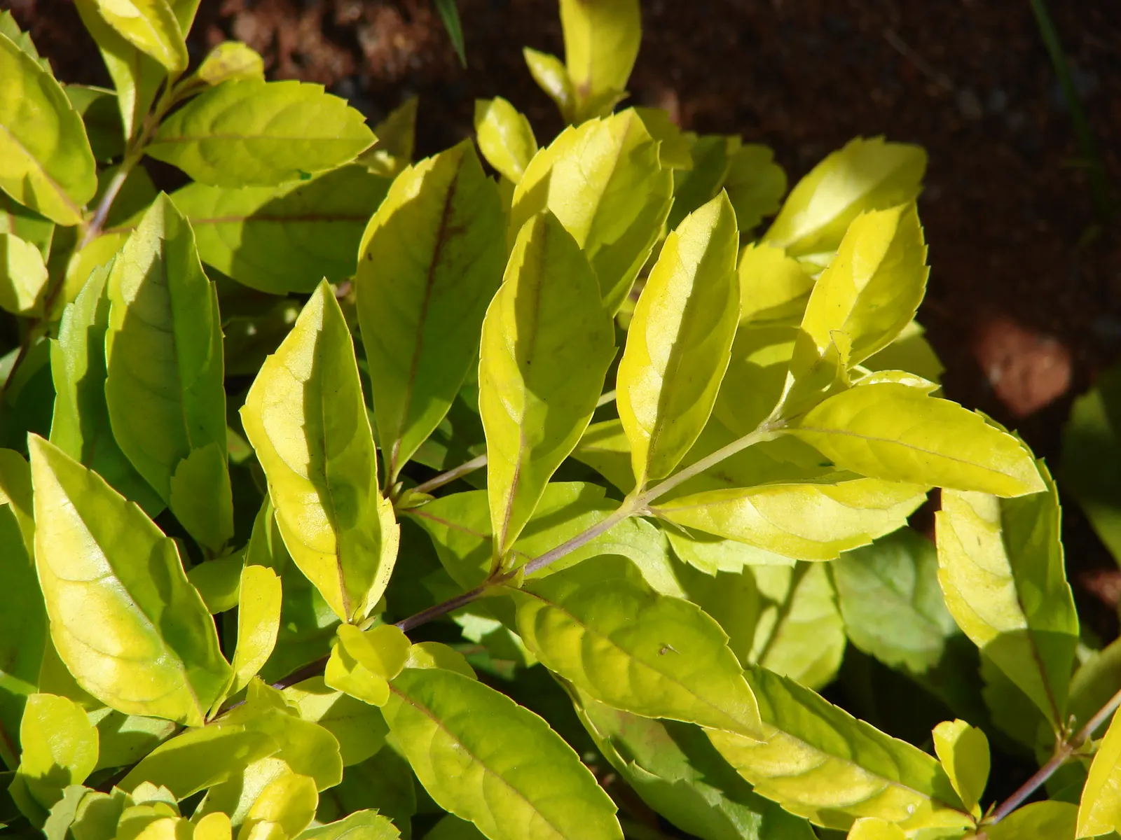 Sky Flower. Golden Dew-Drop (Duranta Erecta) — It tolerates a variety of soil types and is relatively drought-resistant once established; these, image 136