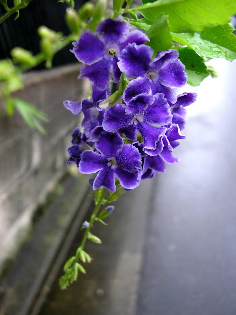 Sky Flower. Golden Dew-Drop (Duranta Erecta) — a striking choice for any design; should be noted as toxic if ingested, image 54