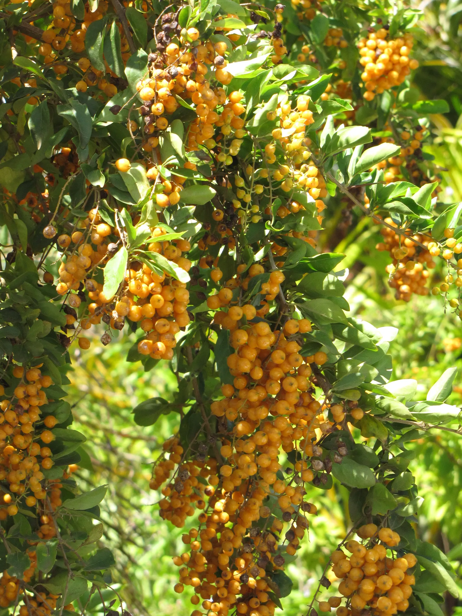 Sky Flower. Golden Dew-Drop (Duranta Erecta) — blue flowers in the garden; with its botanical name Duranta erecta, image 70