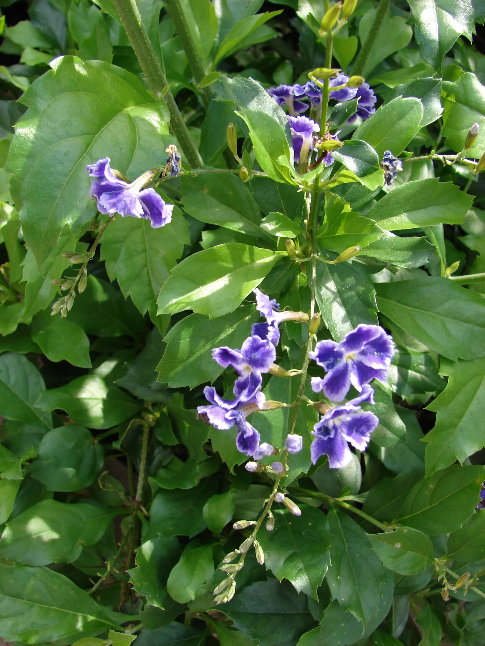 Sky Flower. Golden Dew-Drop (Duranta Erecta) — making it a low-maintenance option for a busy client