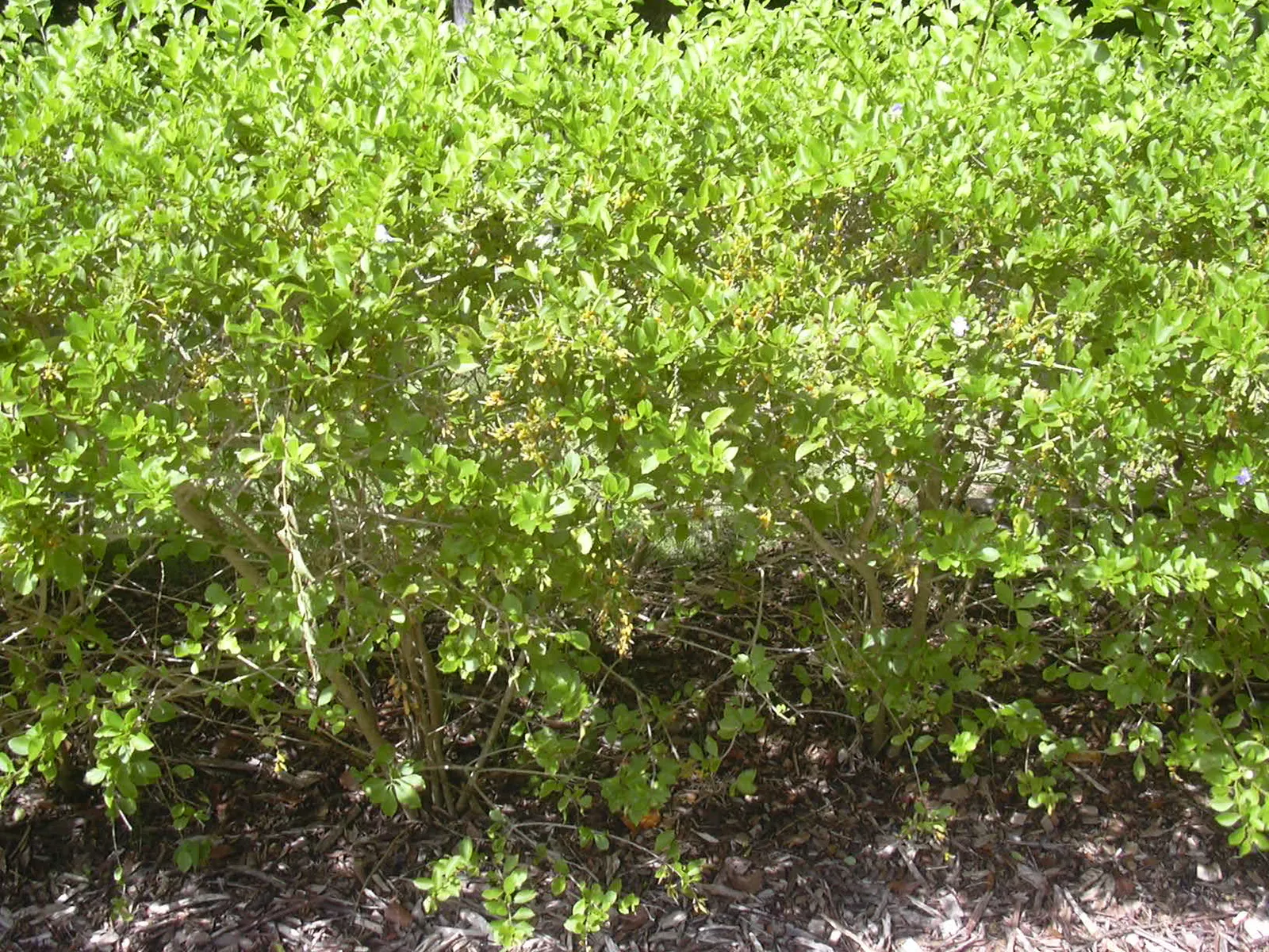 Sky Flower. Golden Dew-Drop (Duranta Erecta) — evergreen shrub renowned for vibrant purple-blue flowers and yellow fruit clusters; ideal for hedges and