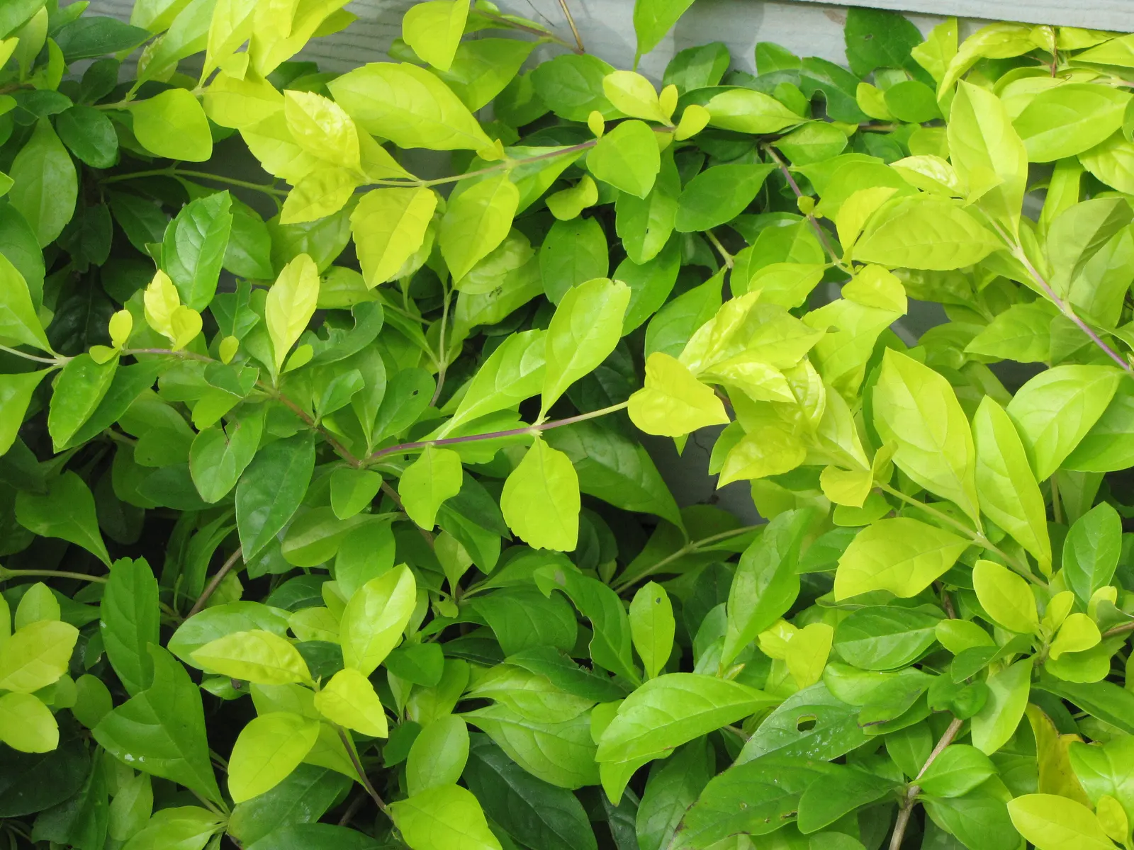 Sky Flower. Golden Dew-Drop (Duranta Erecta) — making it a low-maintenance option for a busy client; which is best done after the flowering season